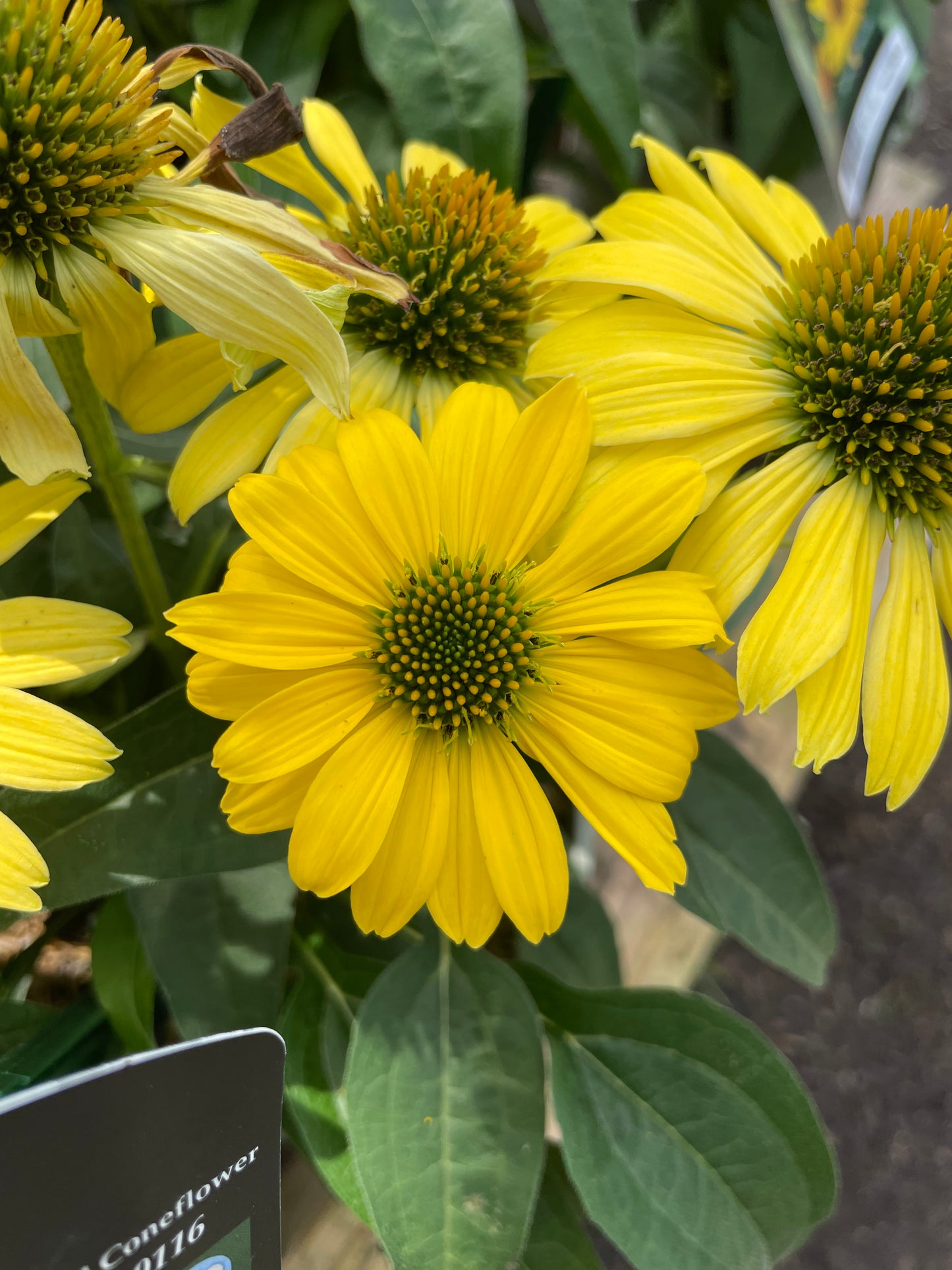 Coneflower 'Sombrero Lemon Yellow'