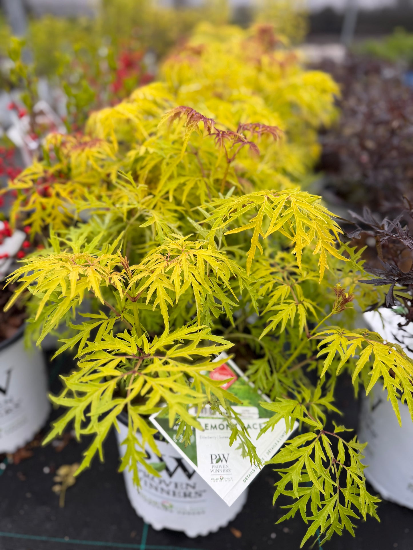 Elderberry 'Lemony Lace' PW