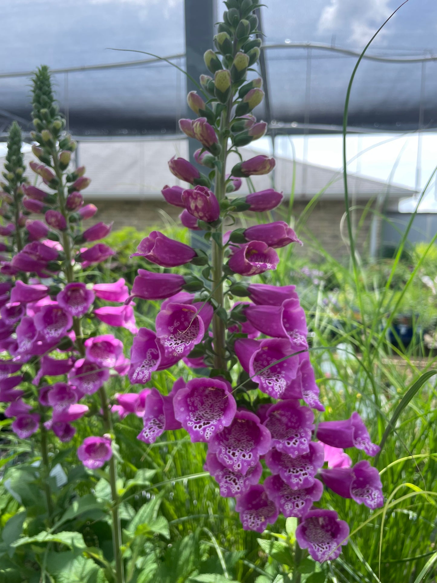 Foxglove Dalmatian Purple