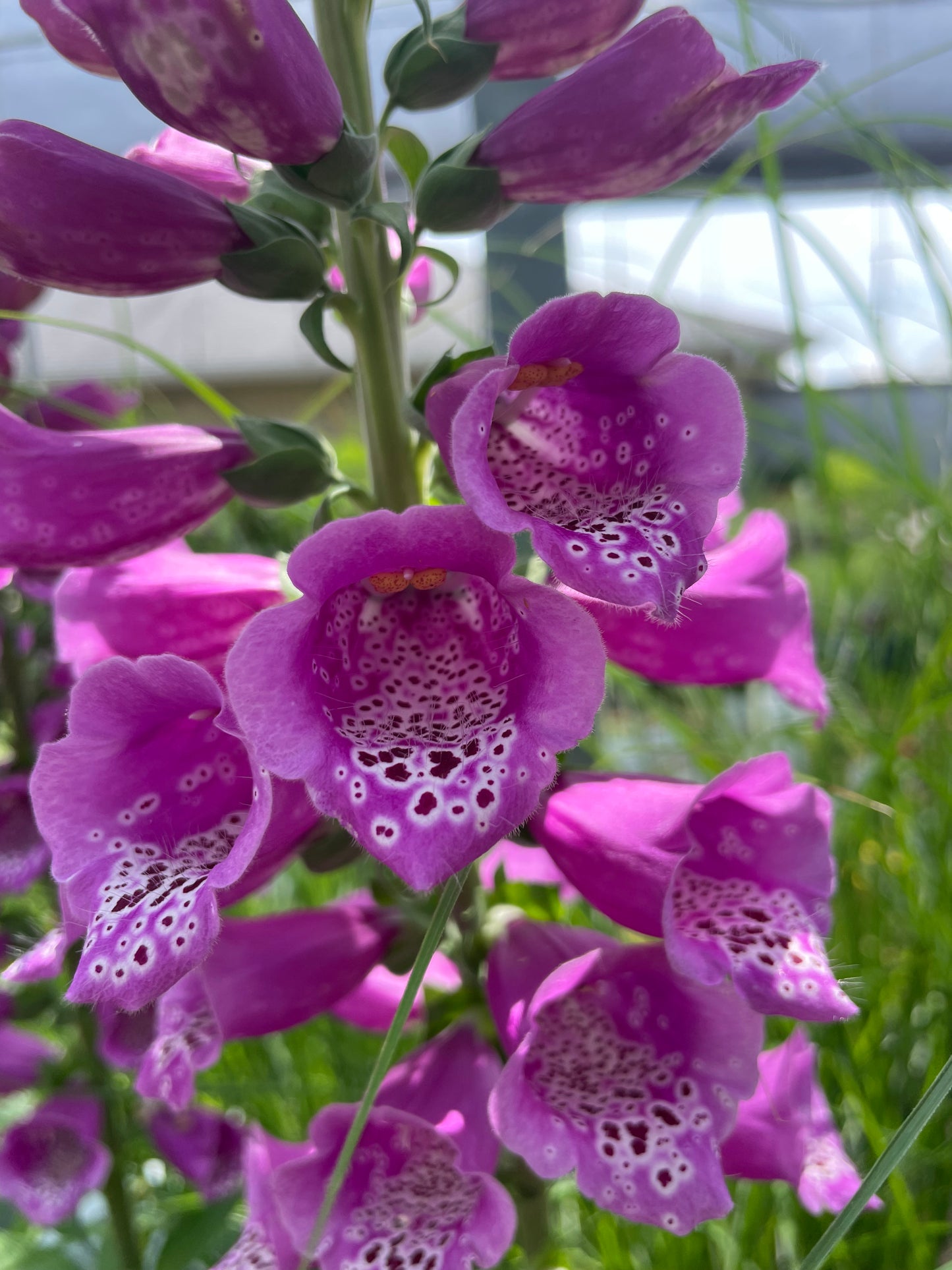 Foxglove Dalmatian Purple