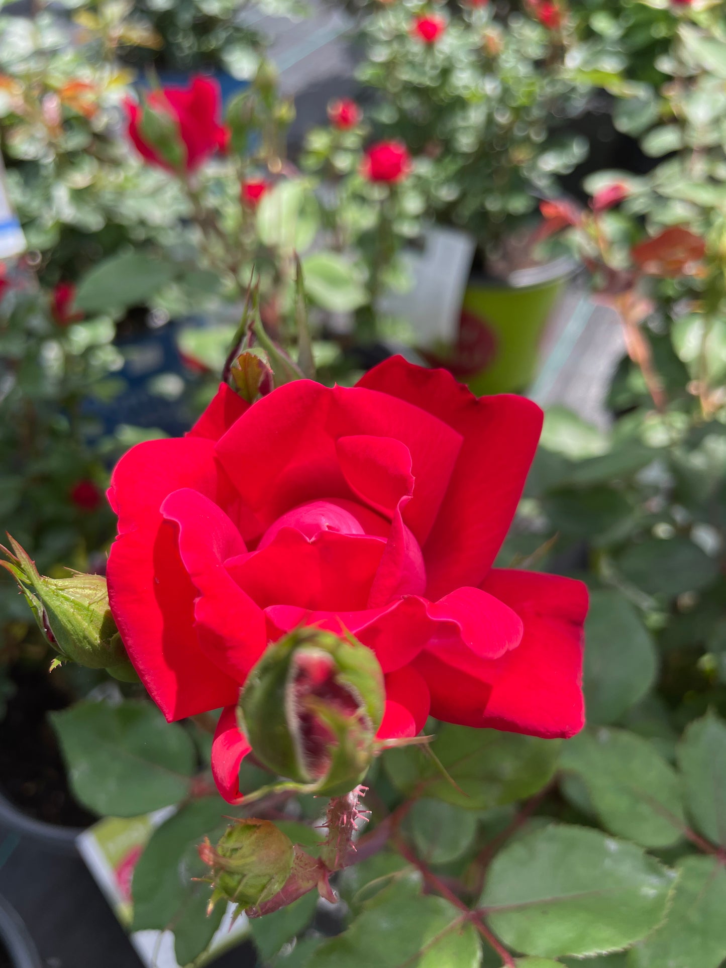 Rose 'Double Knock Out'