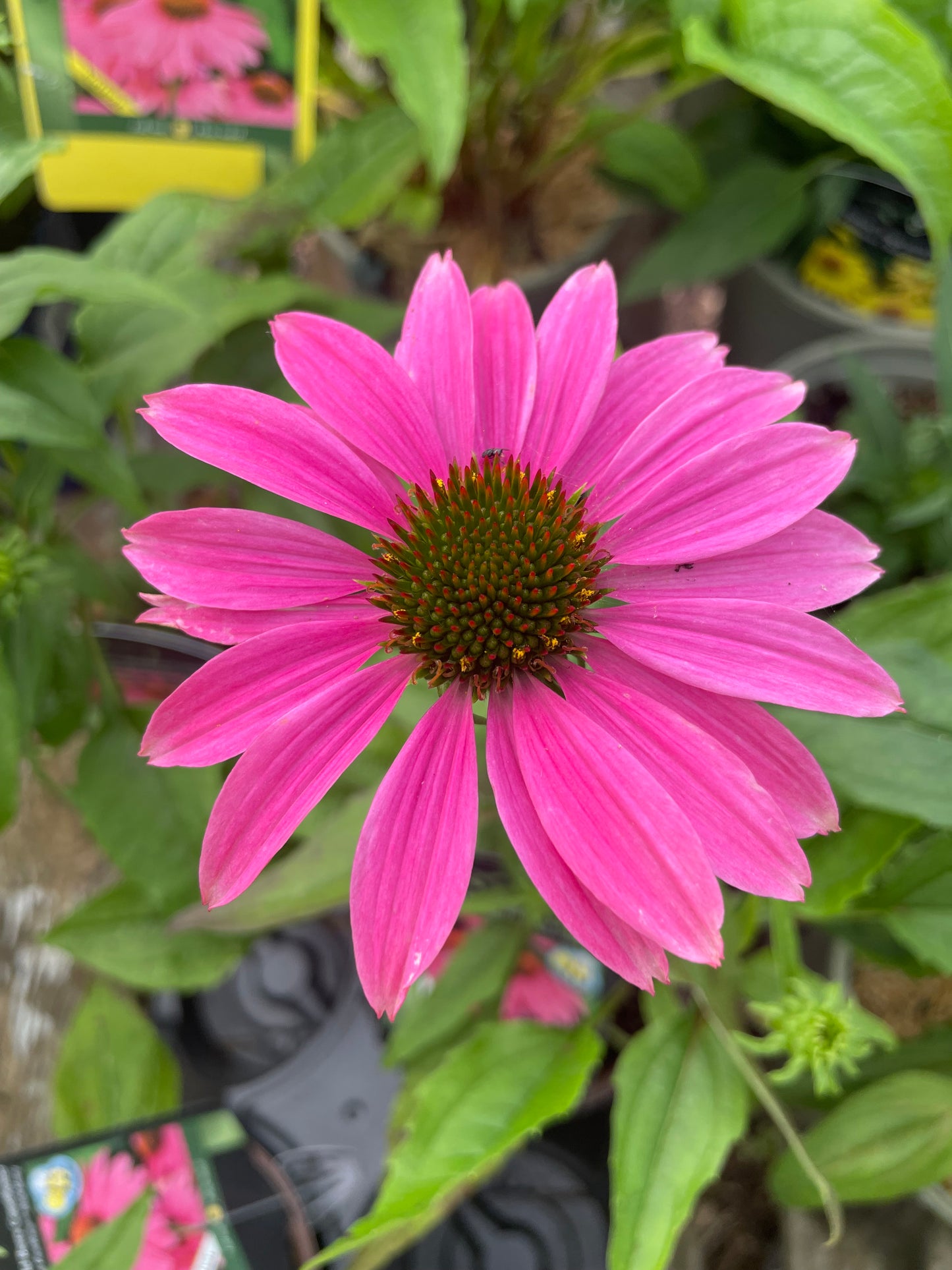 Coneflower 'PowWow Wild Berry'