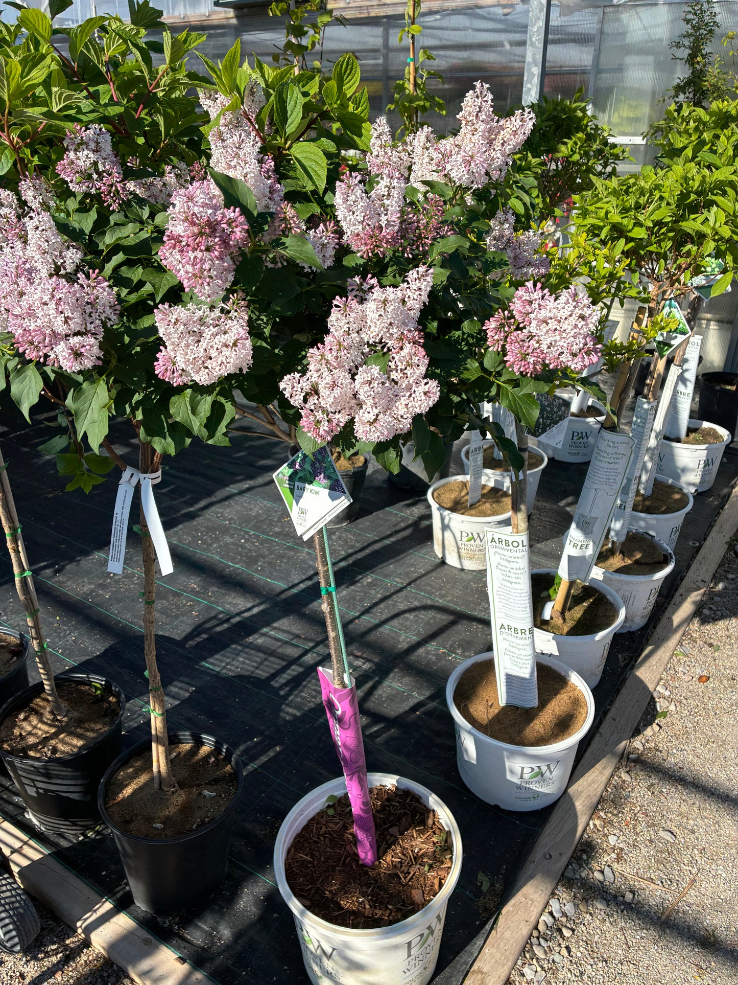 Lilac, Tree Form 'Baby Kim' PW