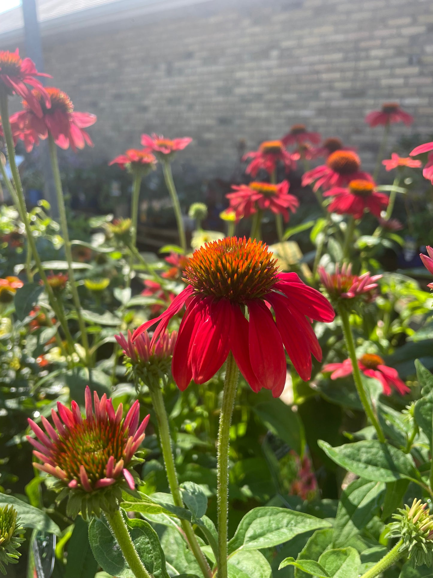 Coneflower 'Sombrero Tres Amigos'