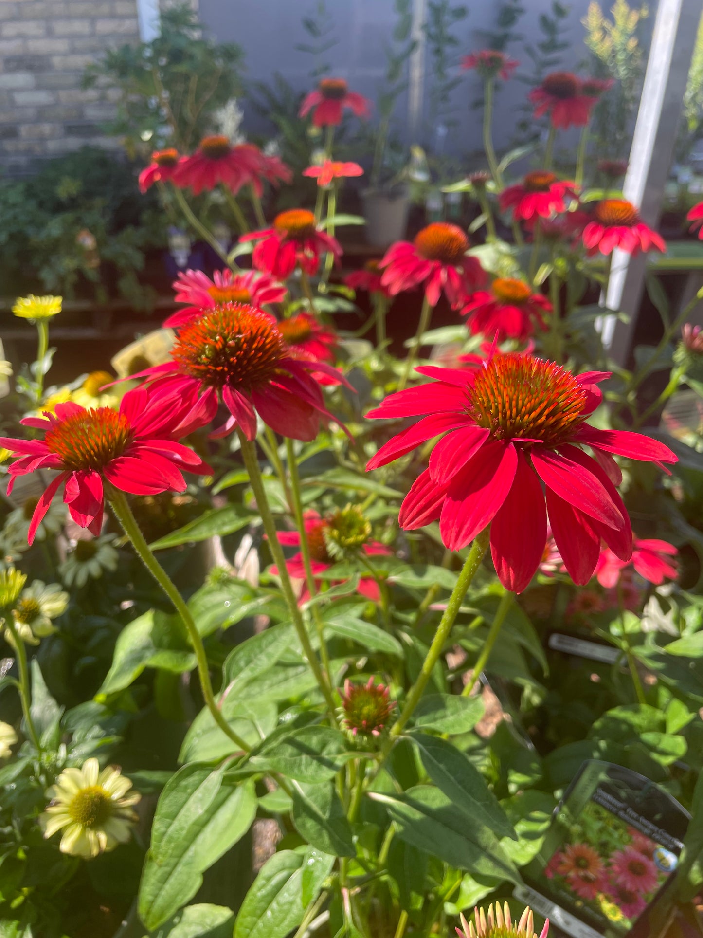 Coneflower 'Sombrero Tres Amigos'