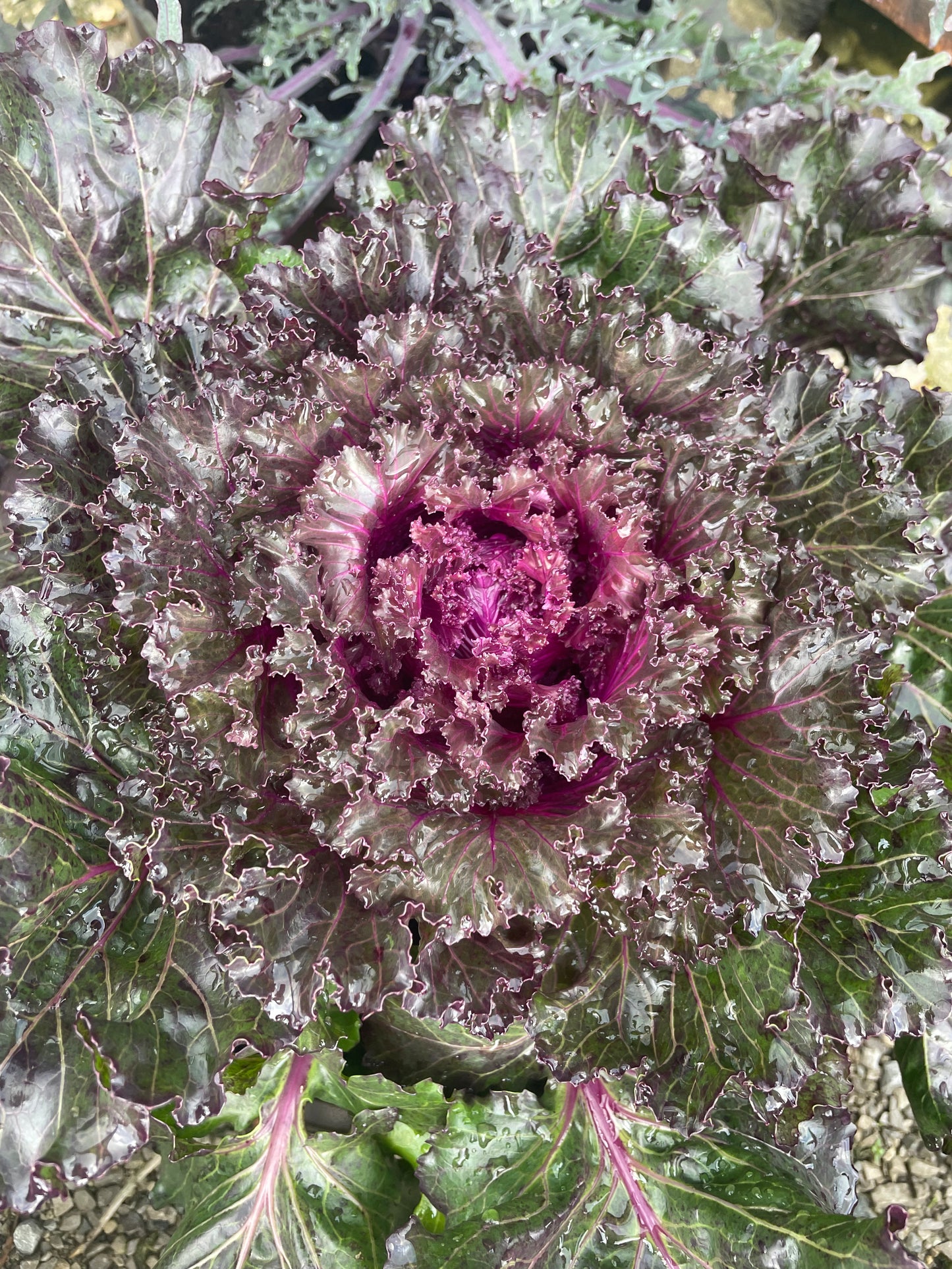 10" Fall Kale/Cabbage