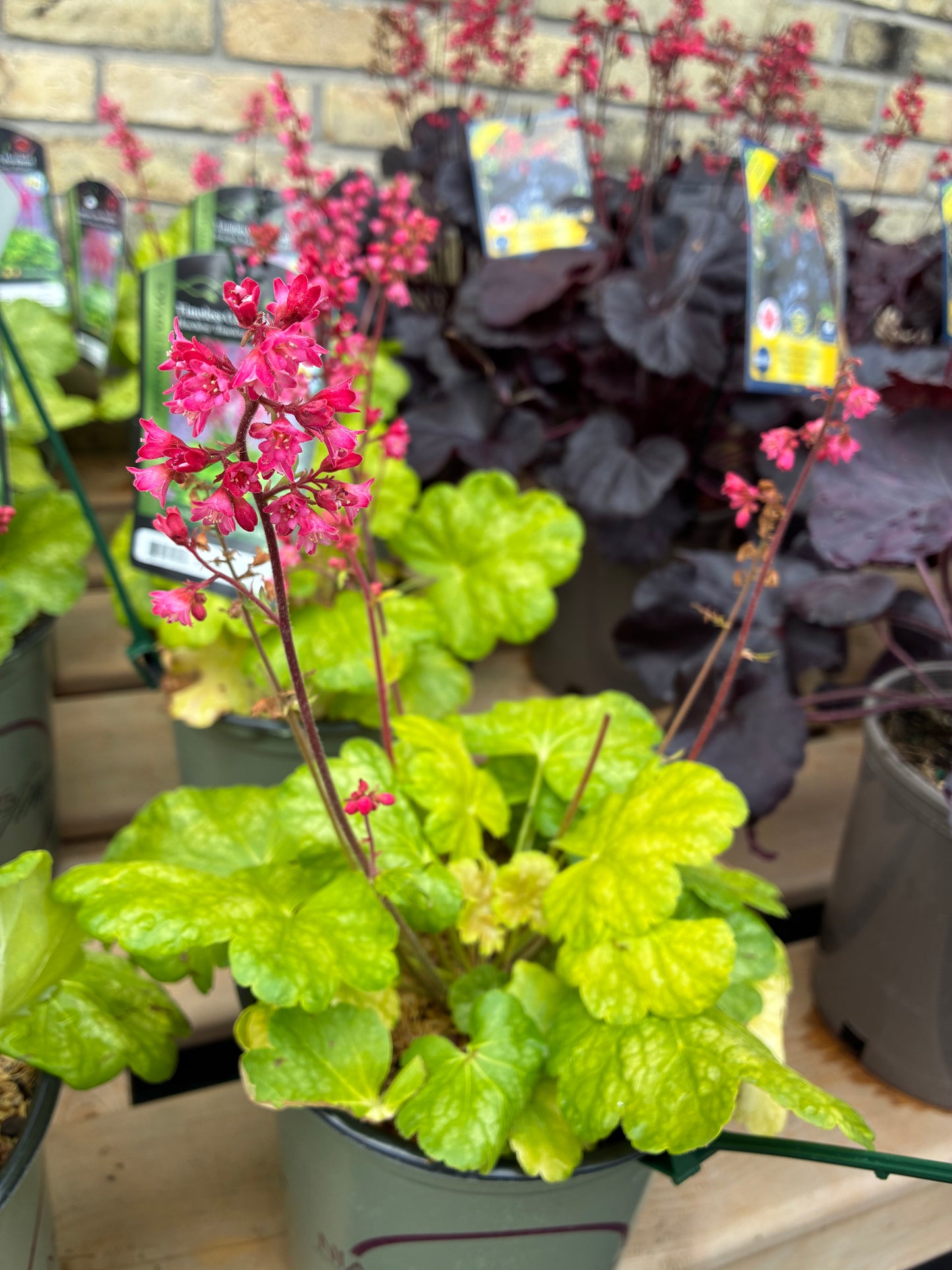 Coral Bells 'Timeless Glow'