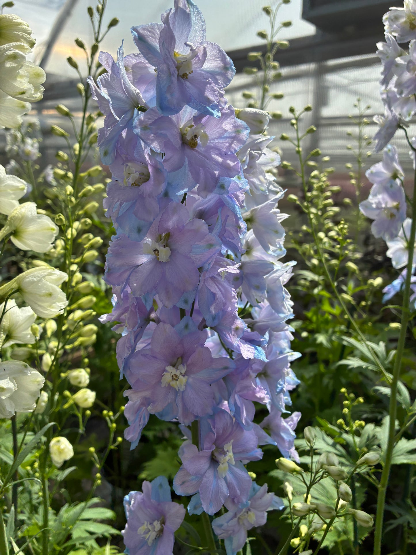 Delphinium 'Guardian Lavender'