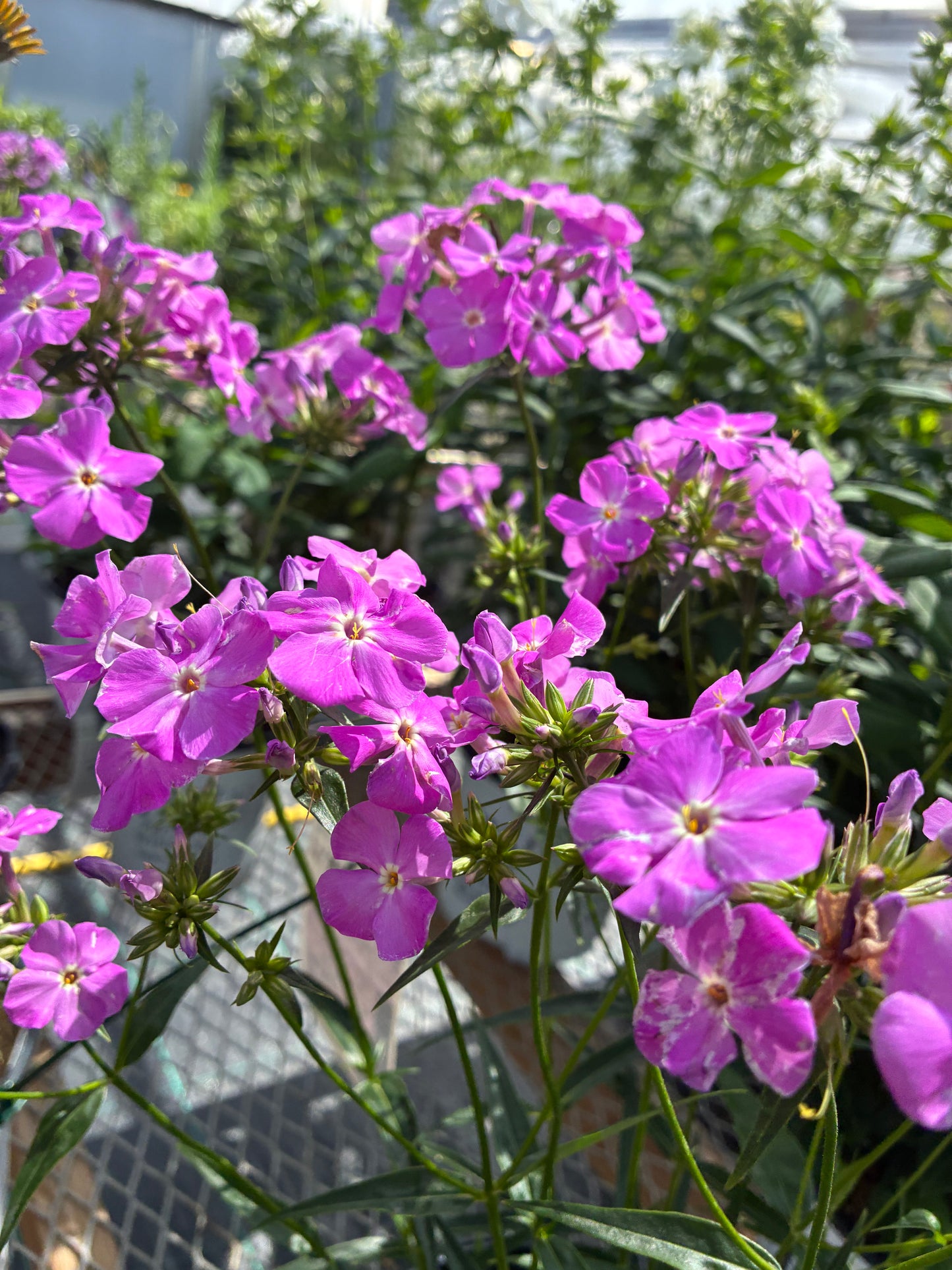 Phlox 'Opening Act Romance' PW