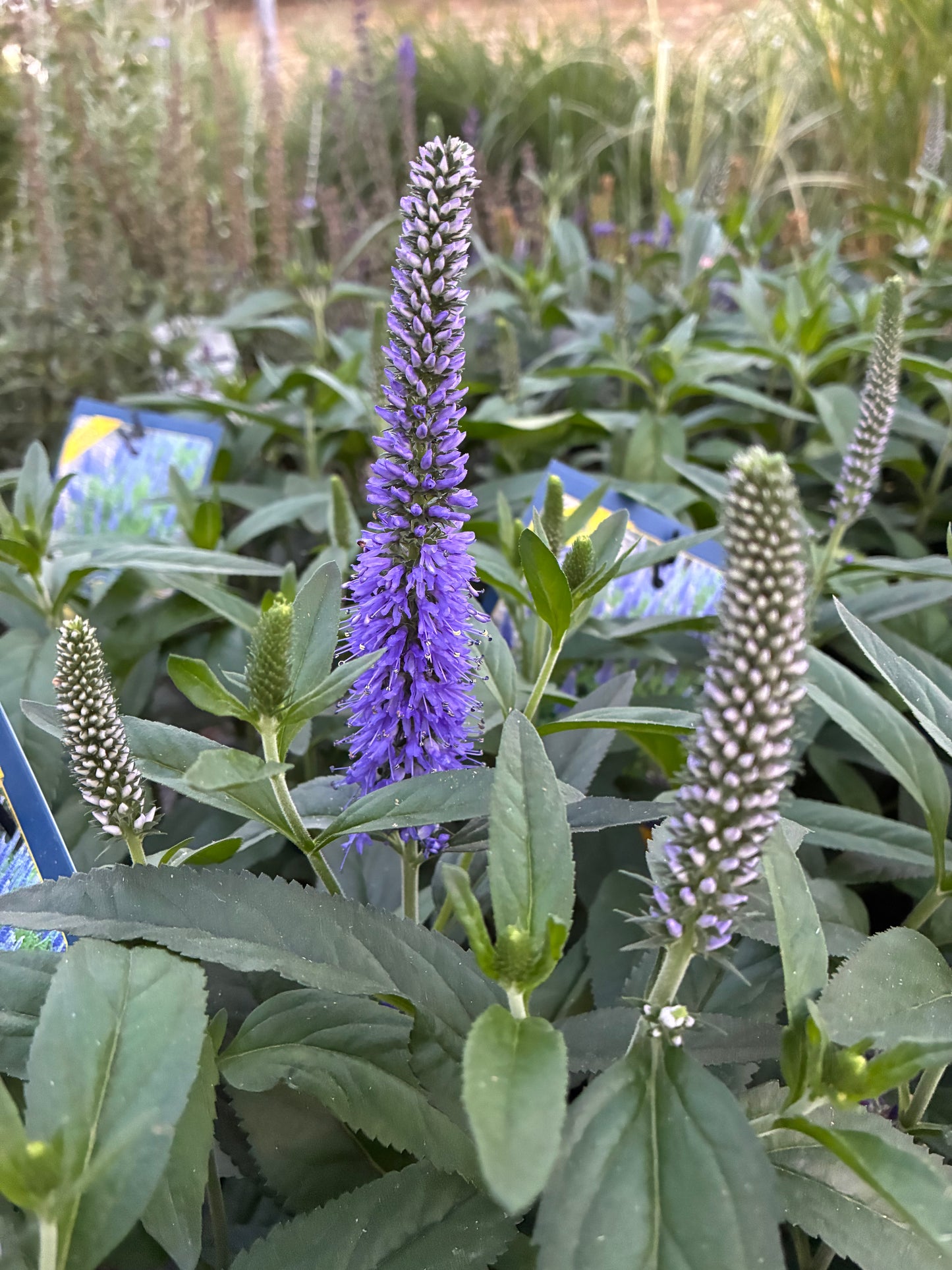 Speedwell 'Skyward Blue'