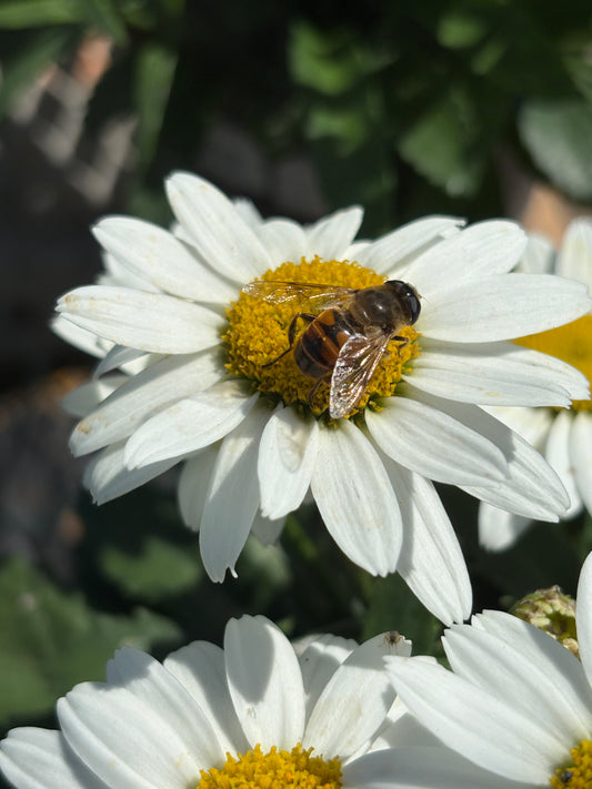 Shasta Daisy 'Spoonful of Sugar'
