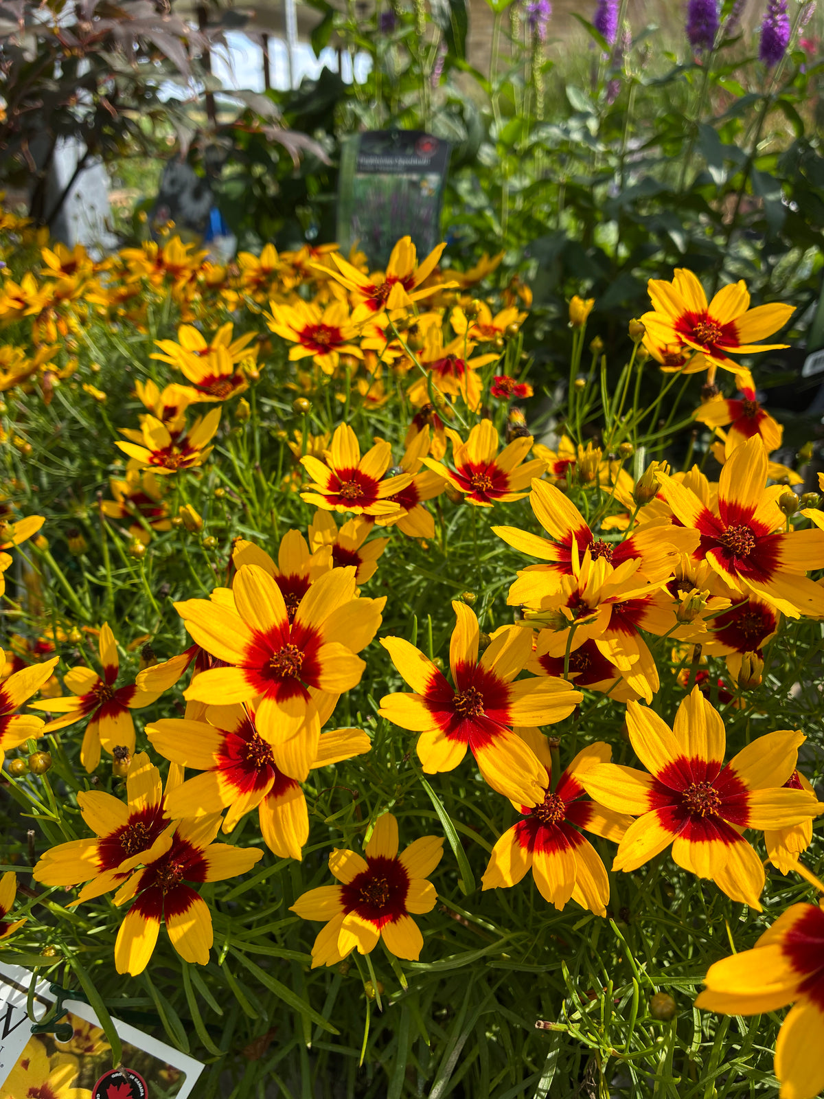 Coreopsis, Threadleaf 'Designer Threads Golden Needles' PW