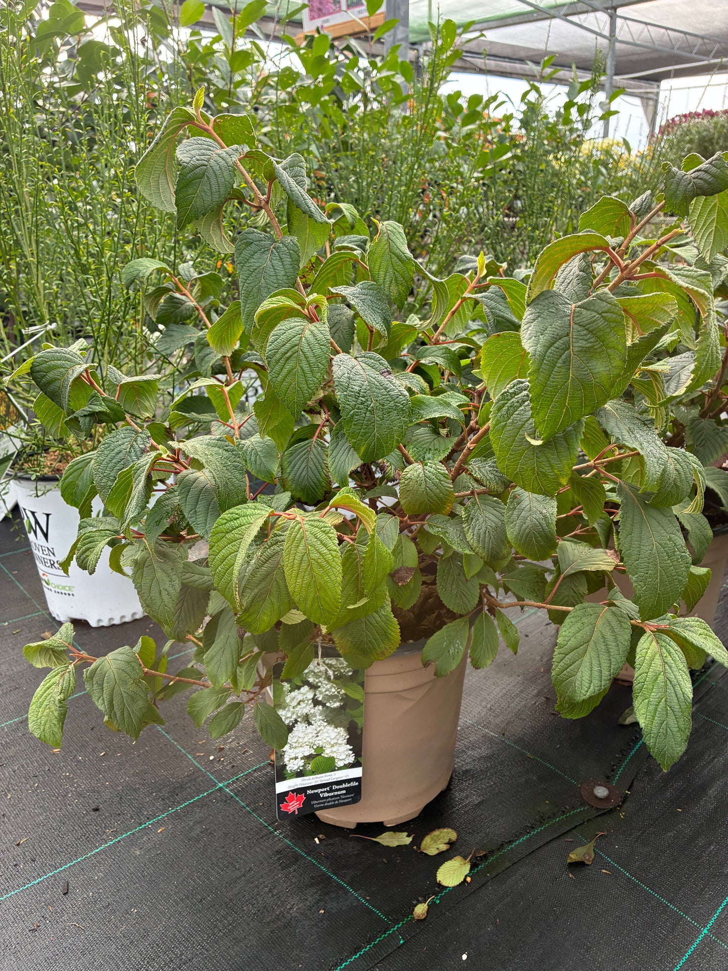 Newport Dwarf Doublefile Viburnum