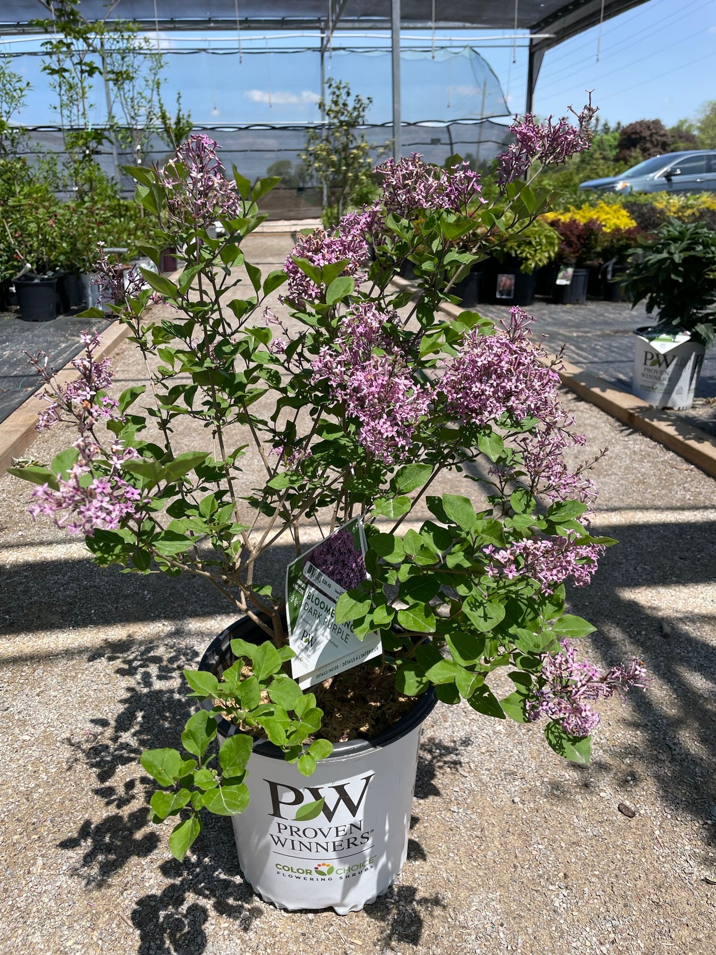 Lilac 'Bloomerang Dark Purple' PW