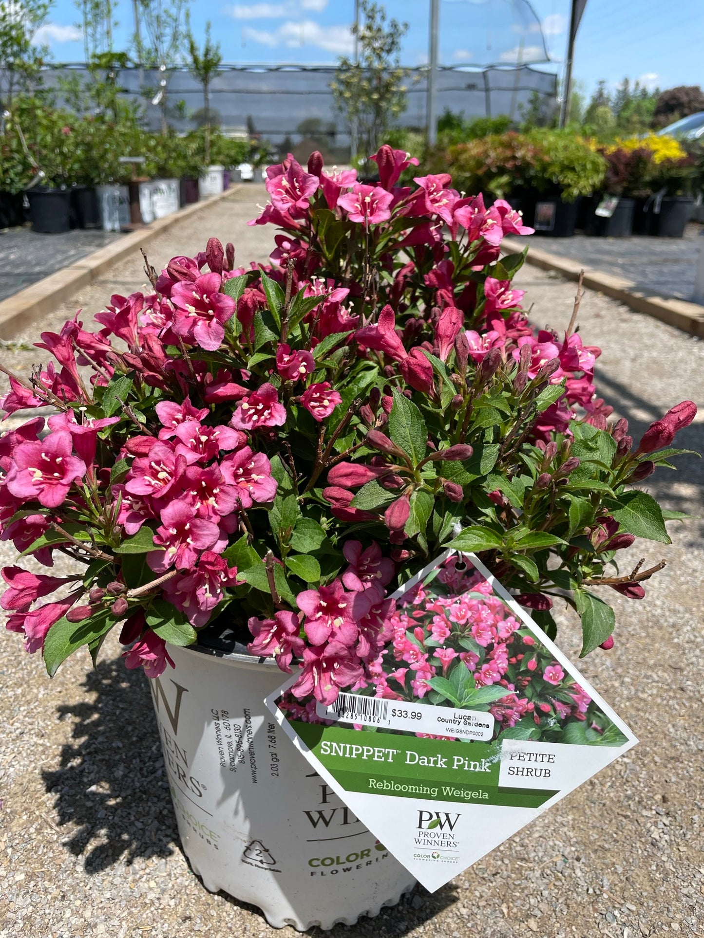 Weigela 'Snippet Dark Pink' PW