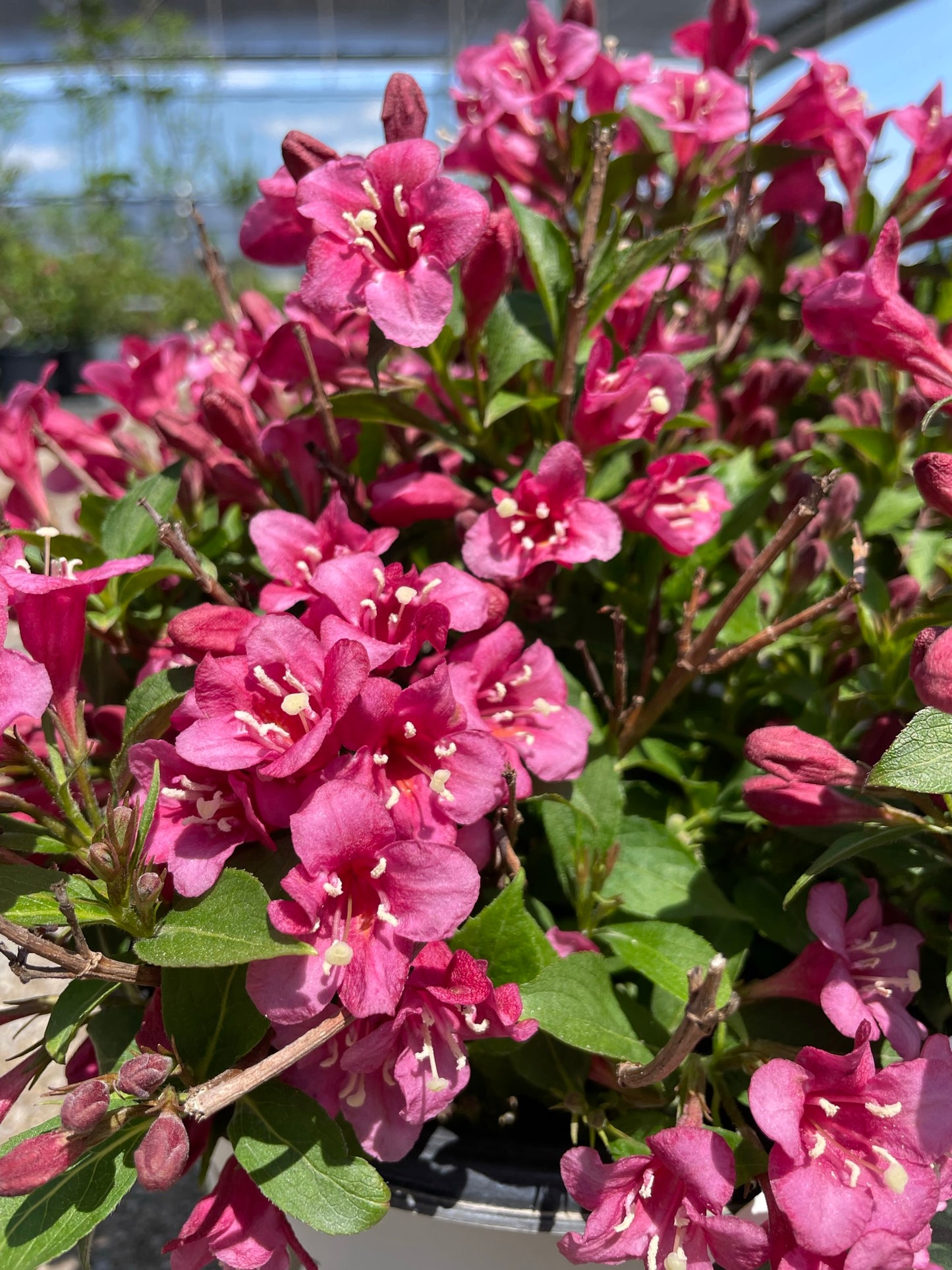 Weigela 'Snippet Dark Pink' PW