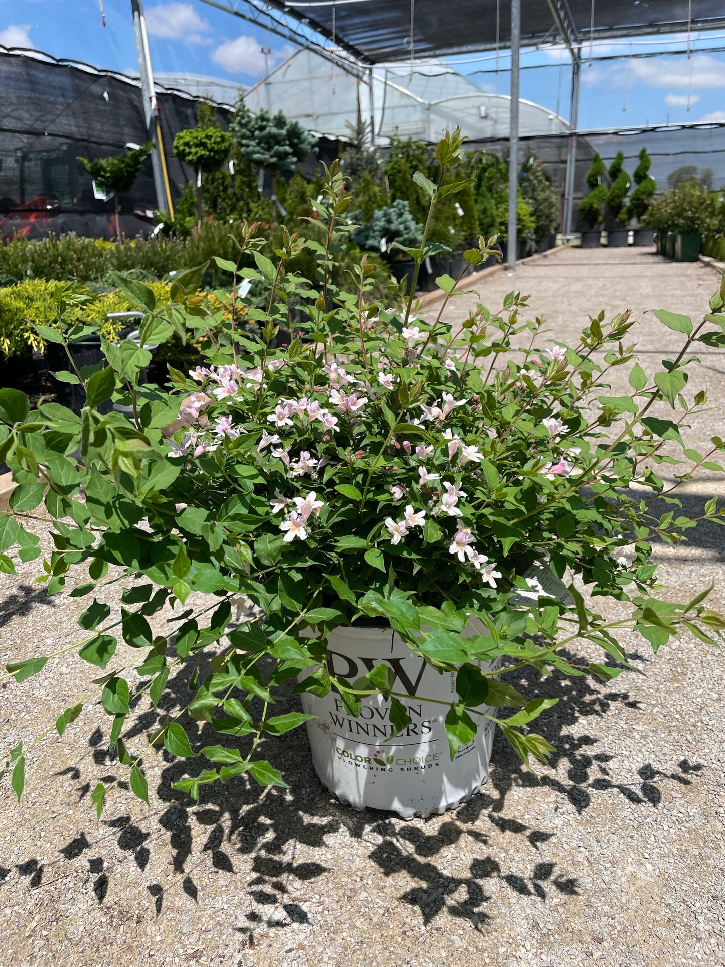 Beautybush 'Jolene Jolene' PW