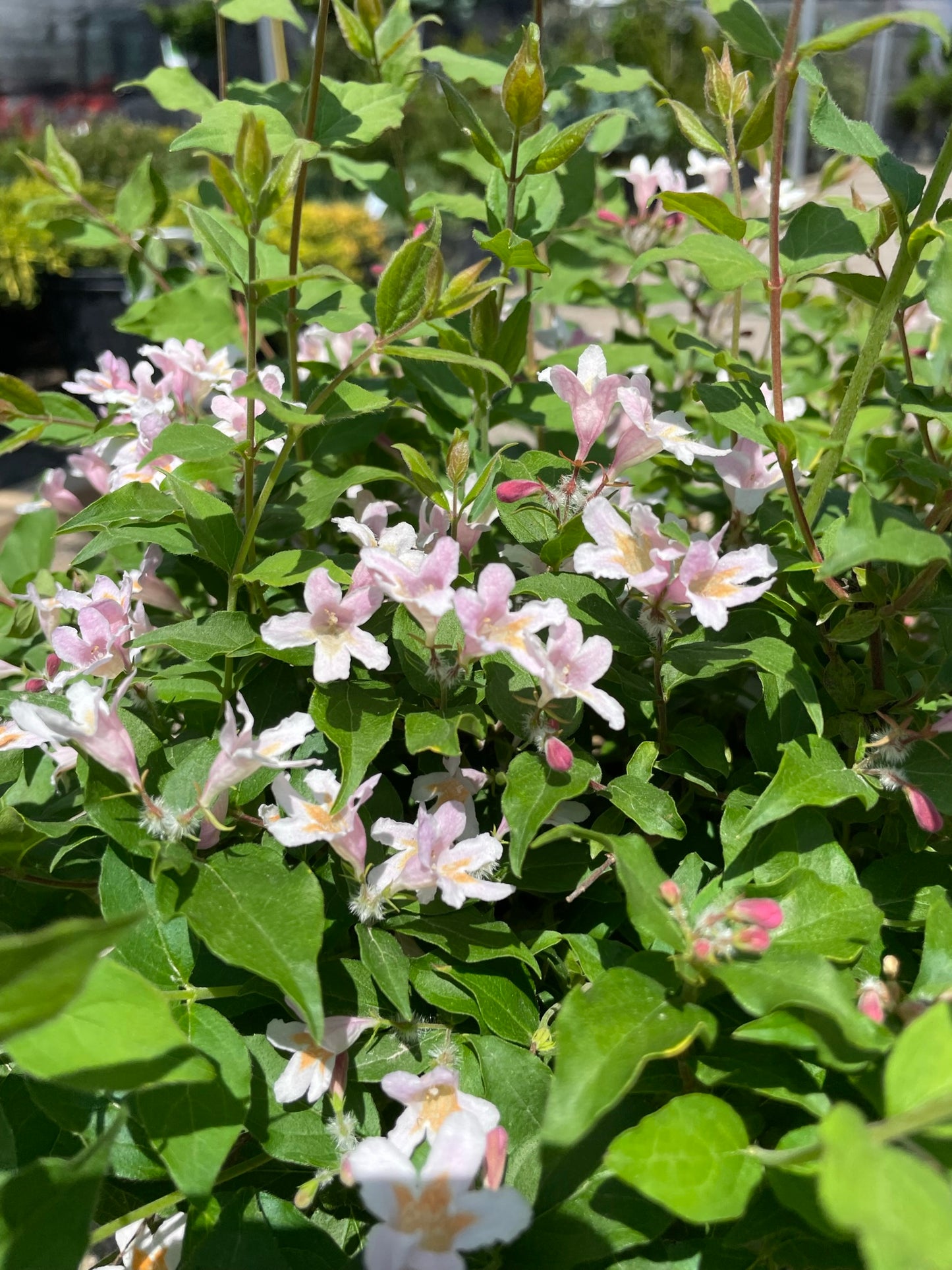 Beautybush 'Jolene Jolene' PW