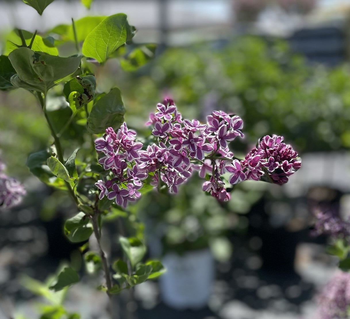 Lilac 'Bloomerang Dark Purple' PW