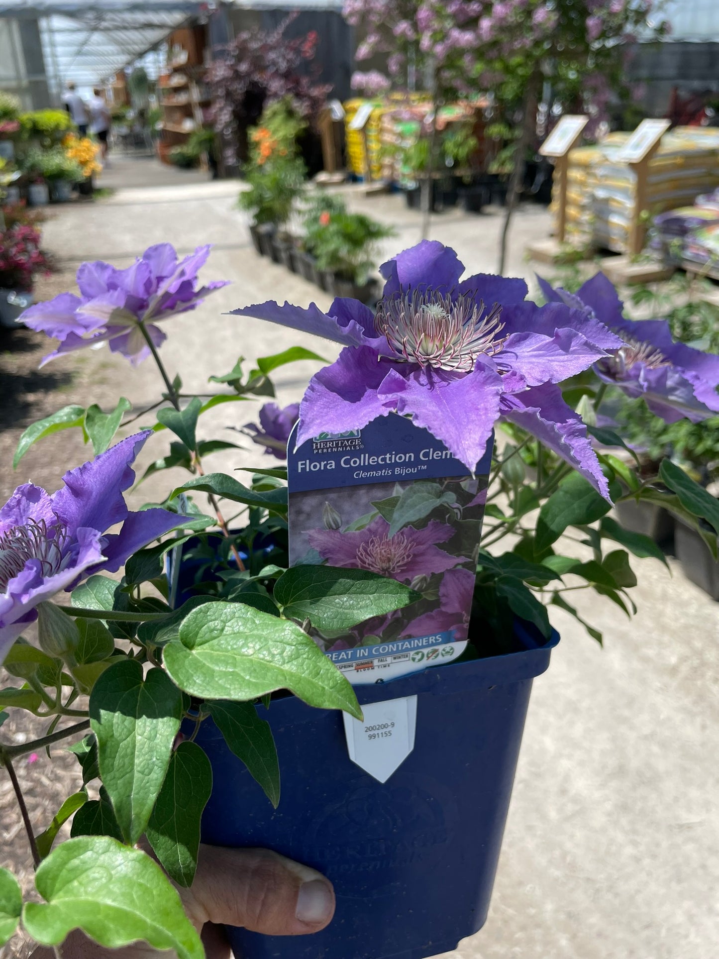 Clematis 'Bijou'