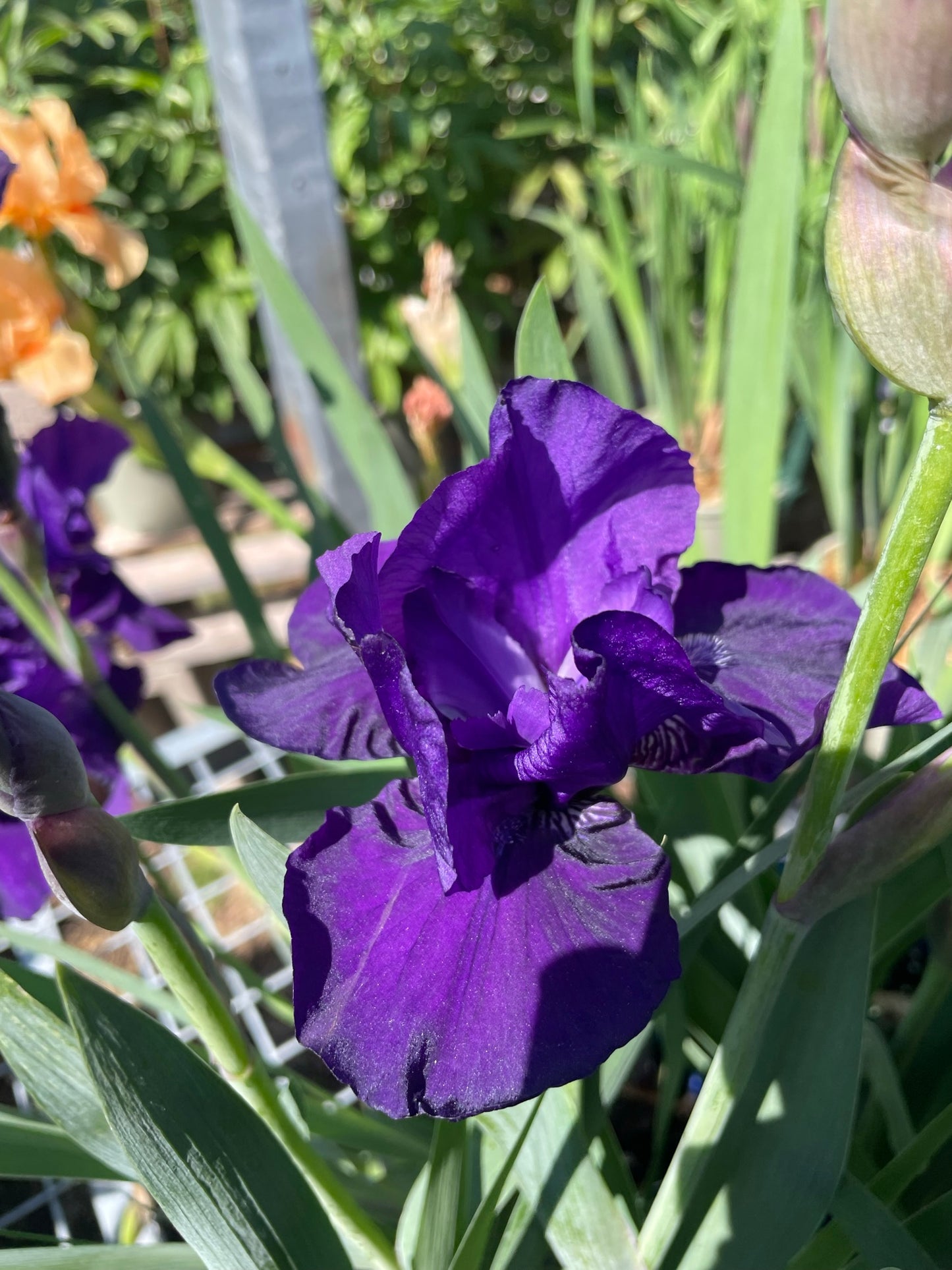 Iris 'Halston'