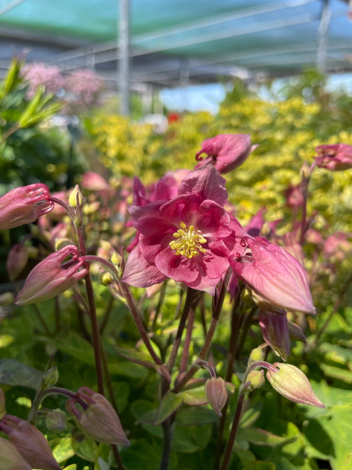 Columbine, Winky Rose and Rose 9cm