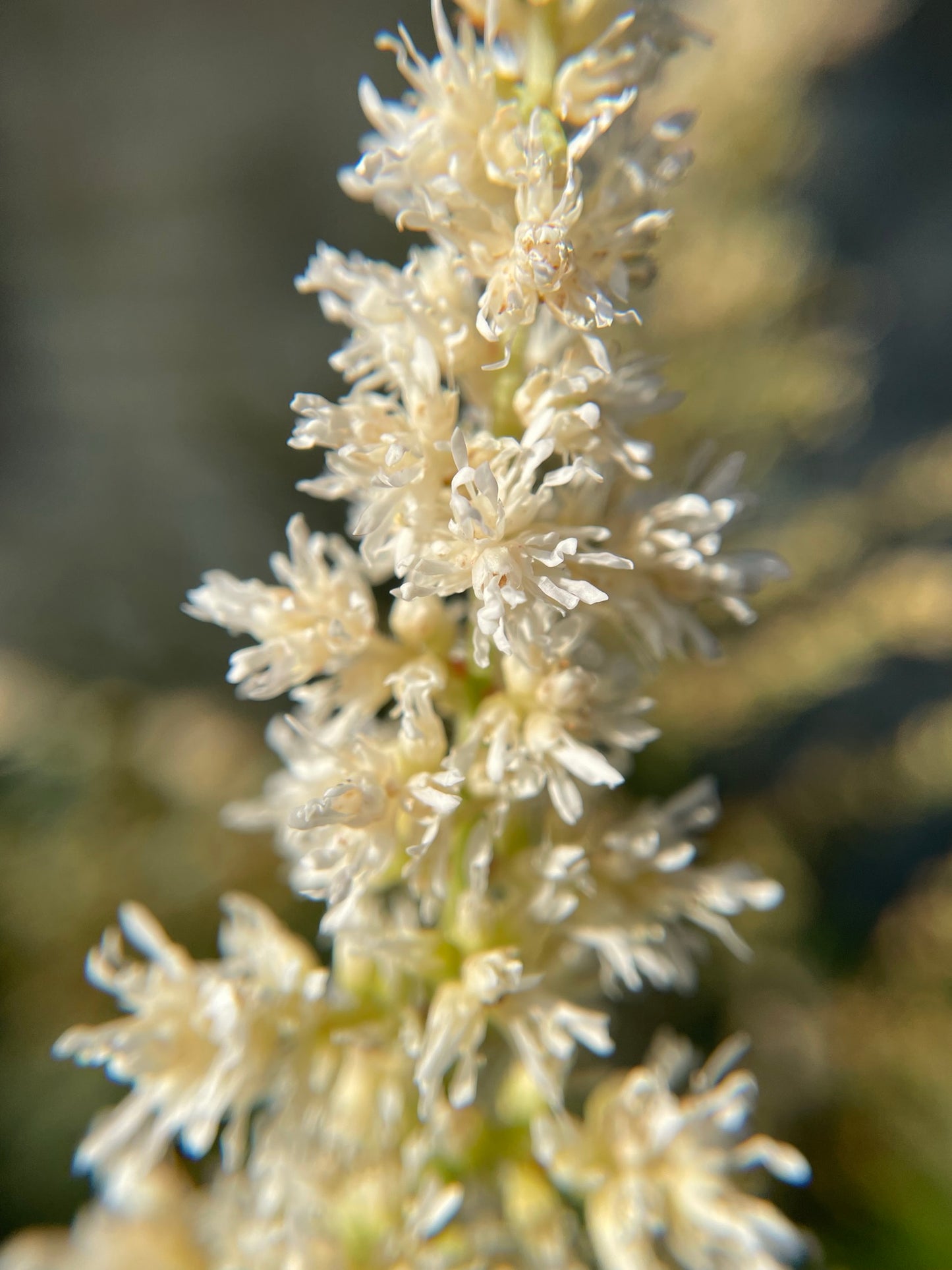 Astilbe 'Visions in White'