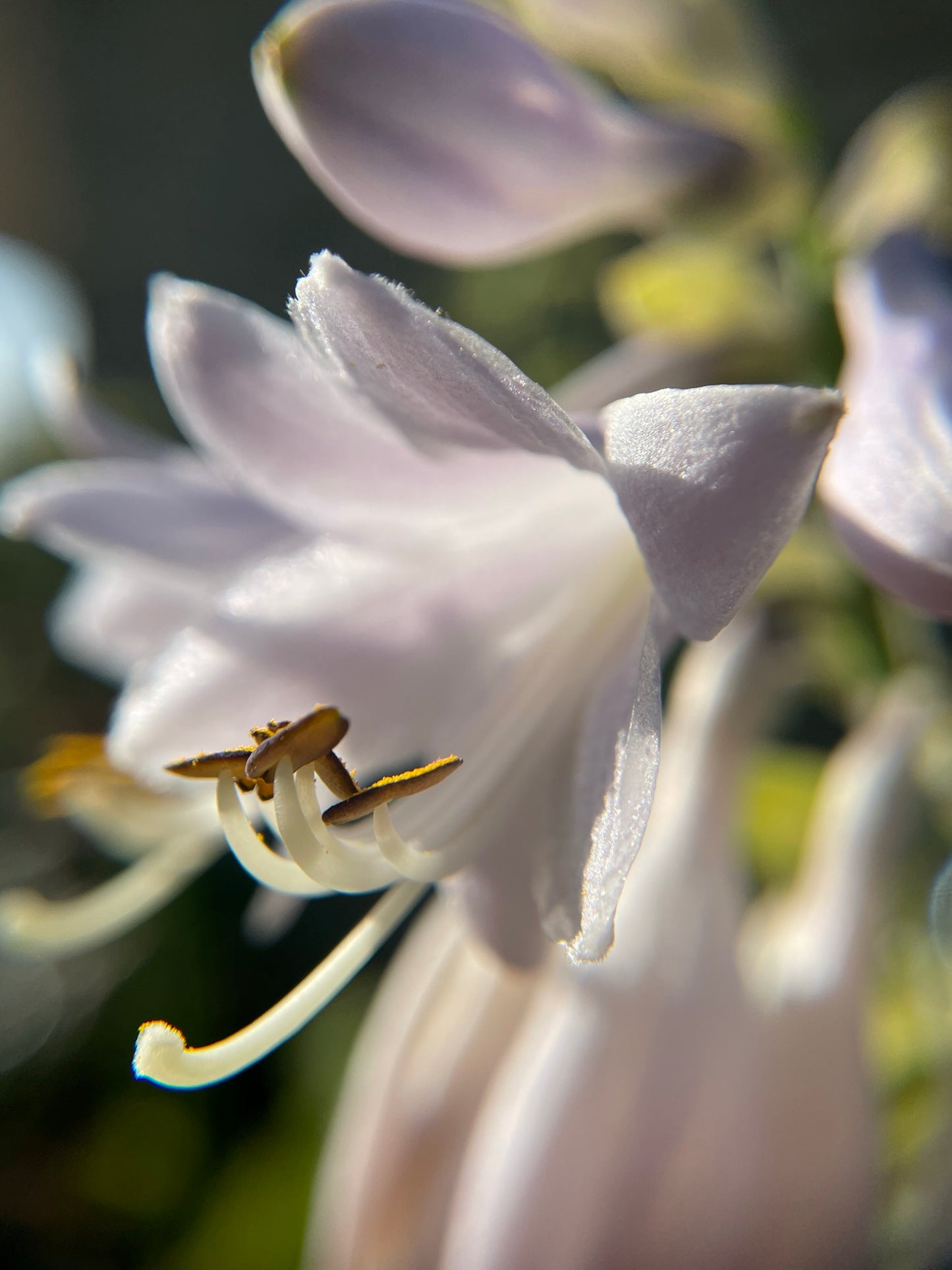 Hosta 'Blue Angel'