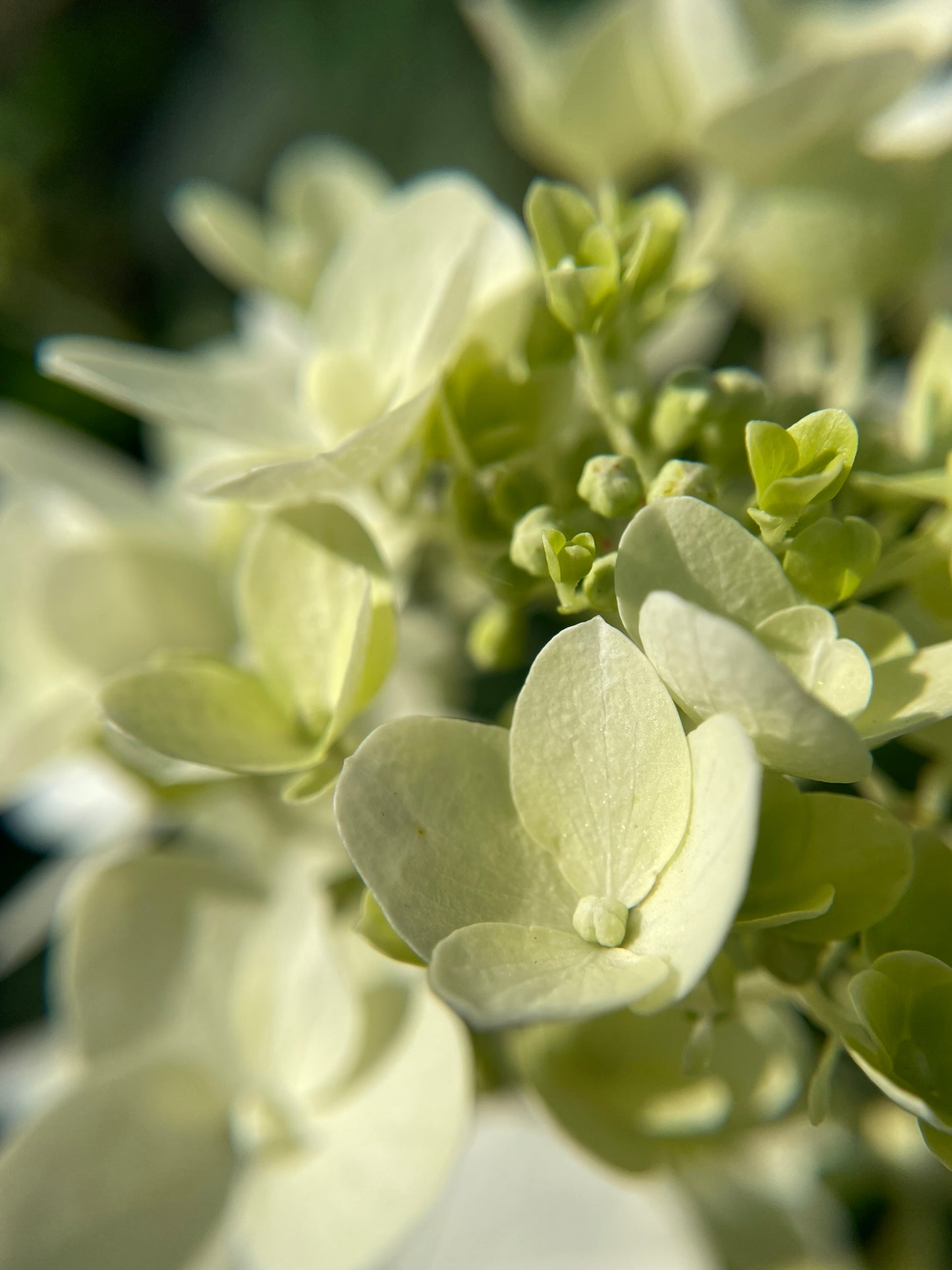 Hydrangea 'Bobo' PW