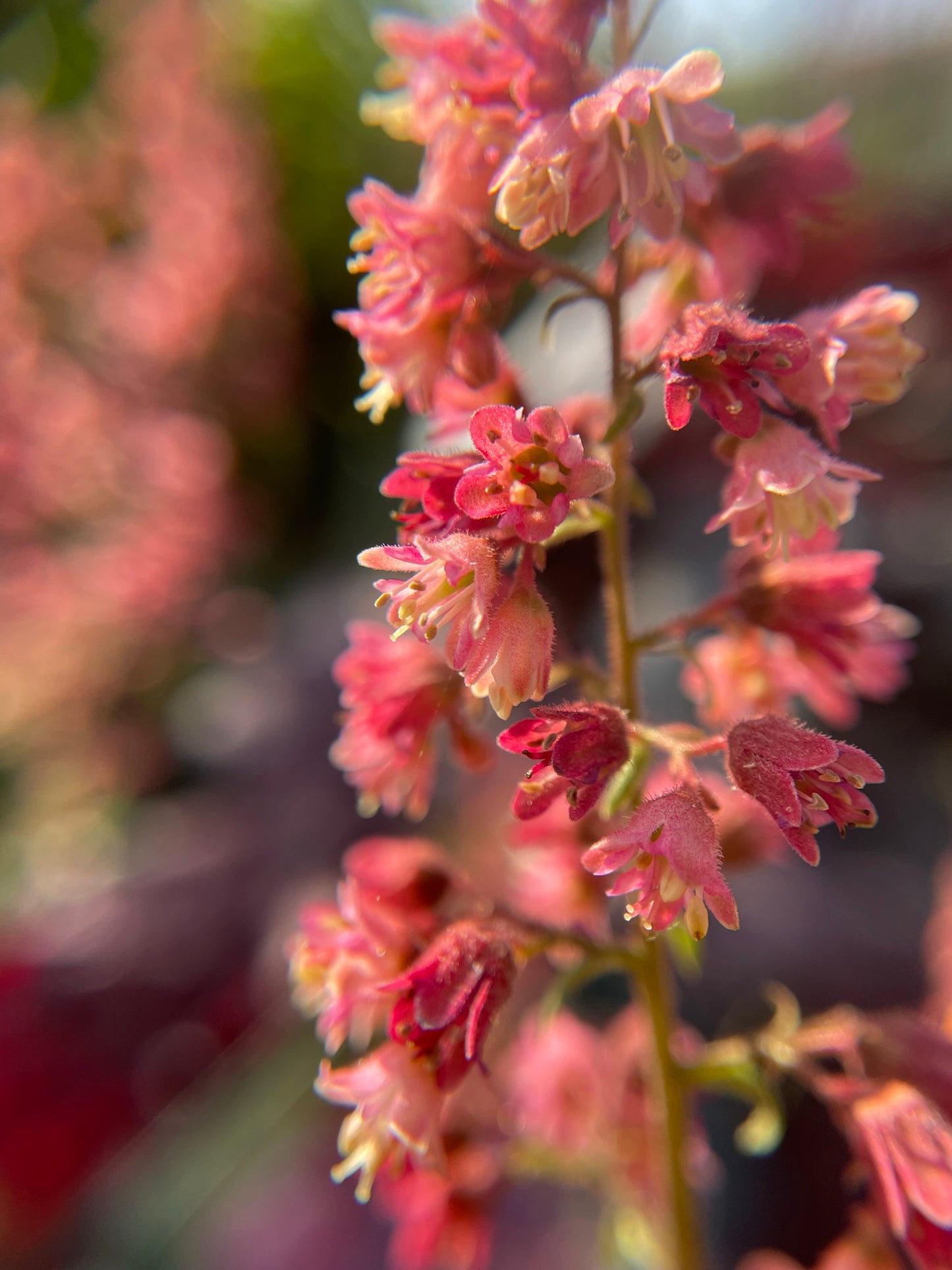 Coral Bells 'Berry Timeless'