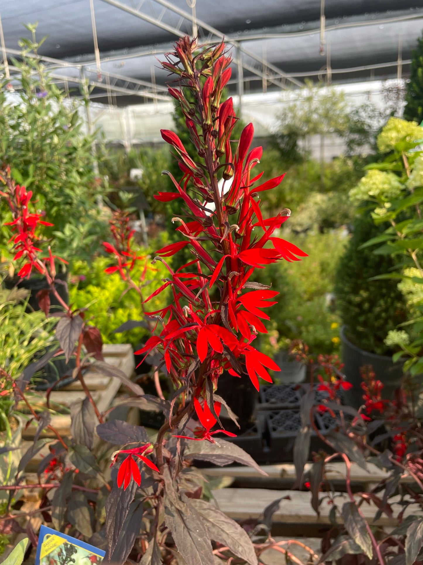 Cardinal Flower 'Black Truffle'