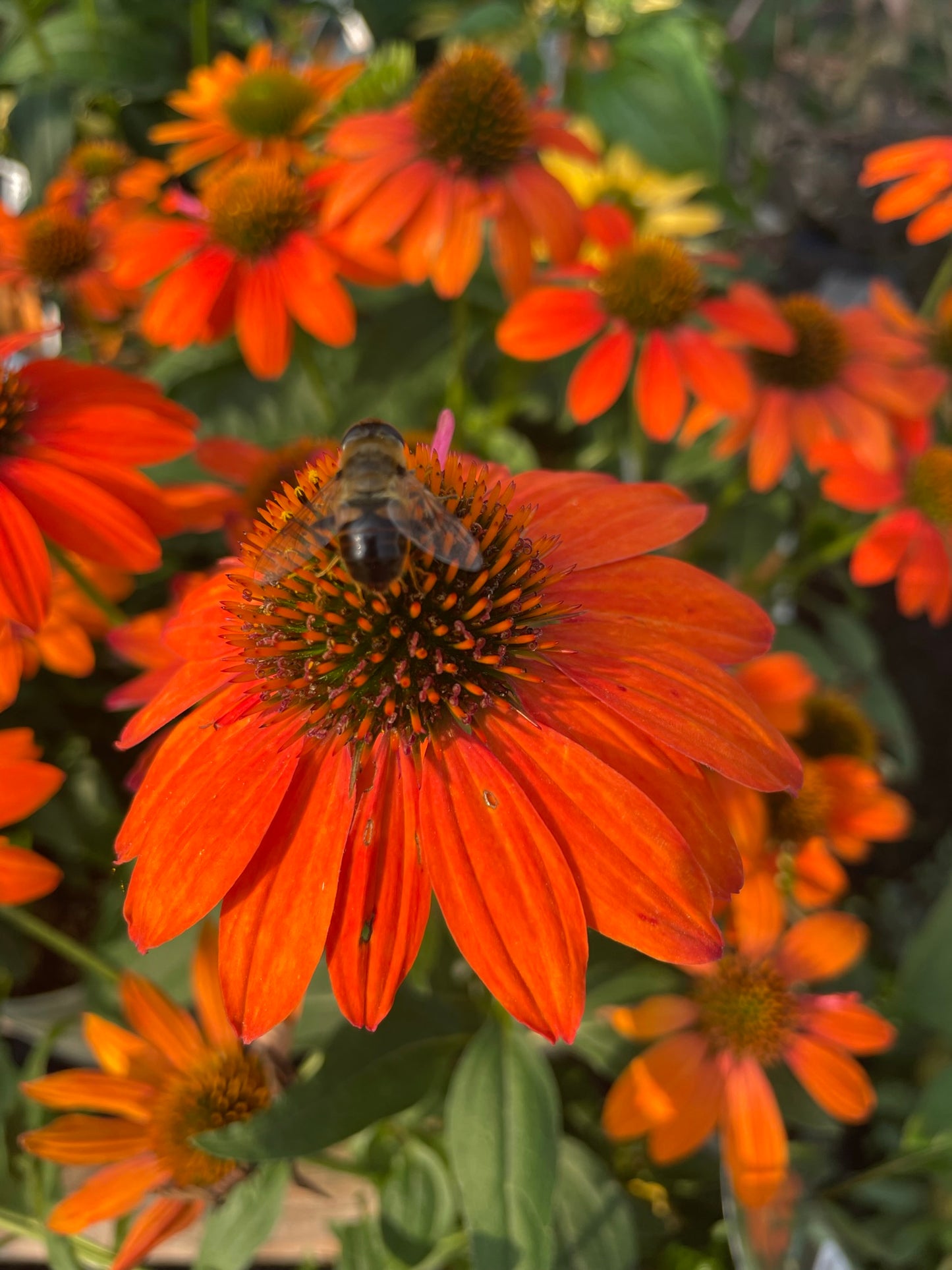 Coneflower 'Sombrero Adobe Orange'