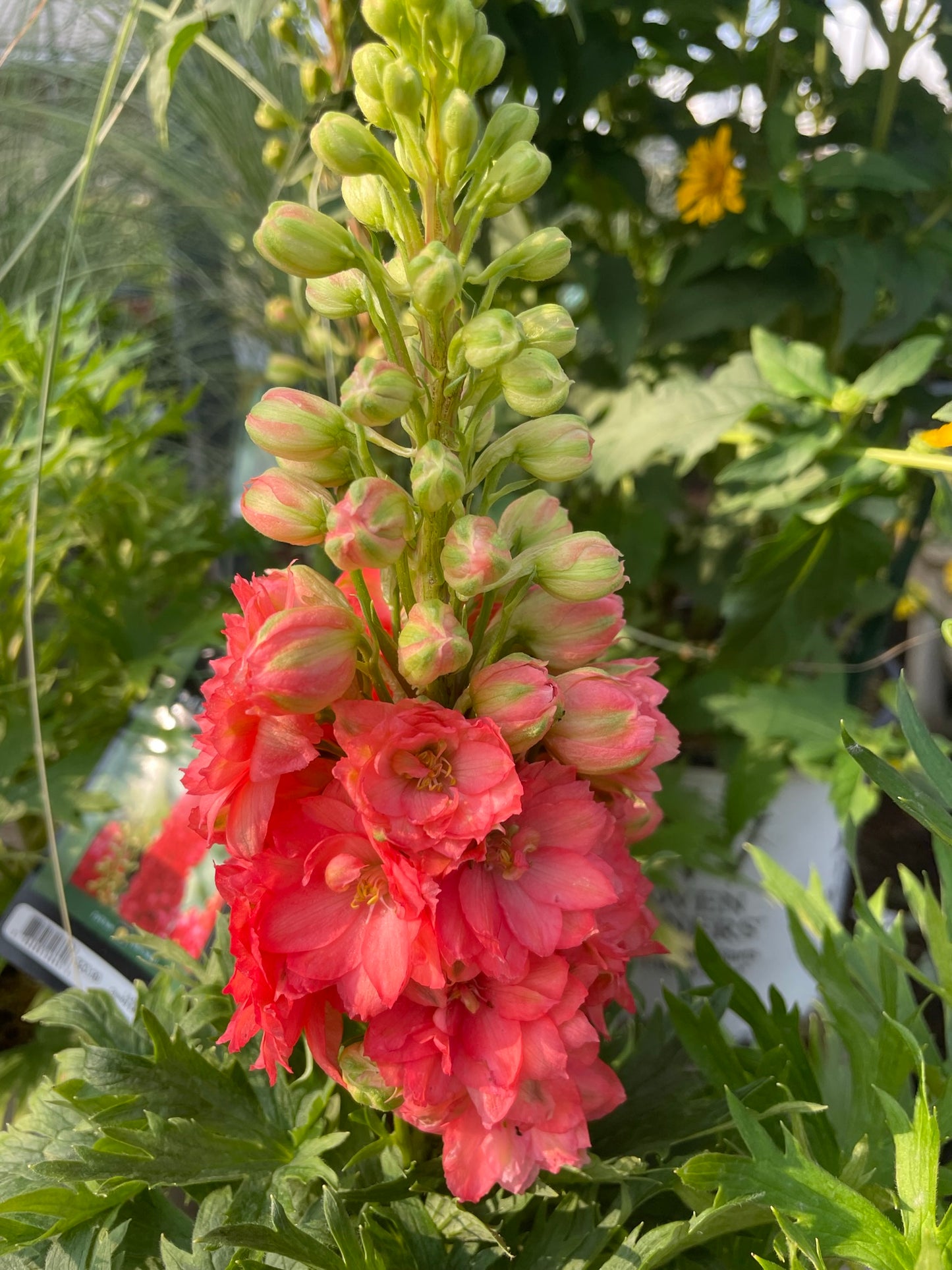 Delphinium 'Red Lark'