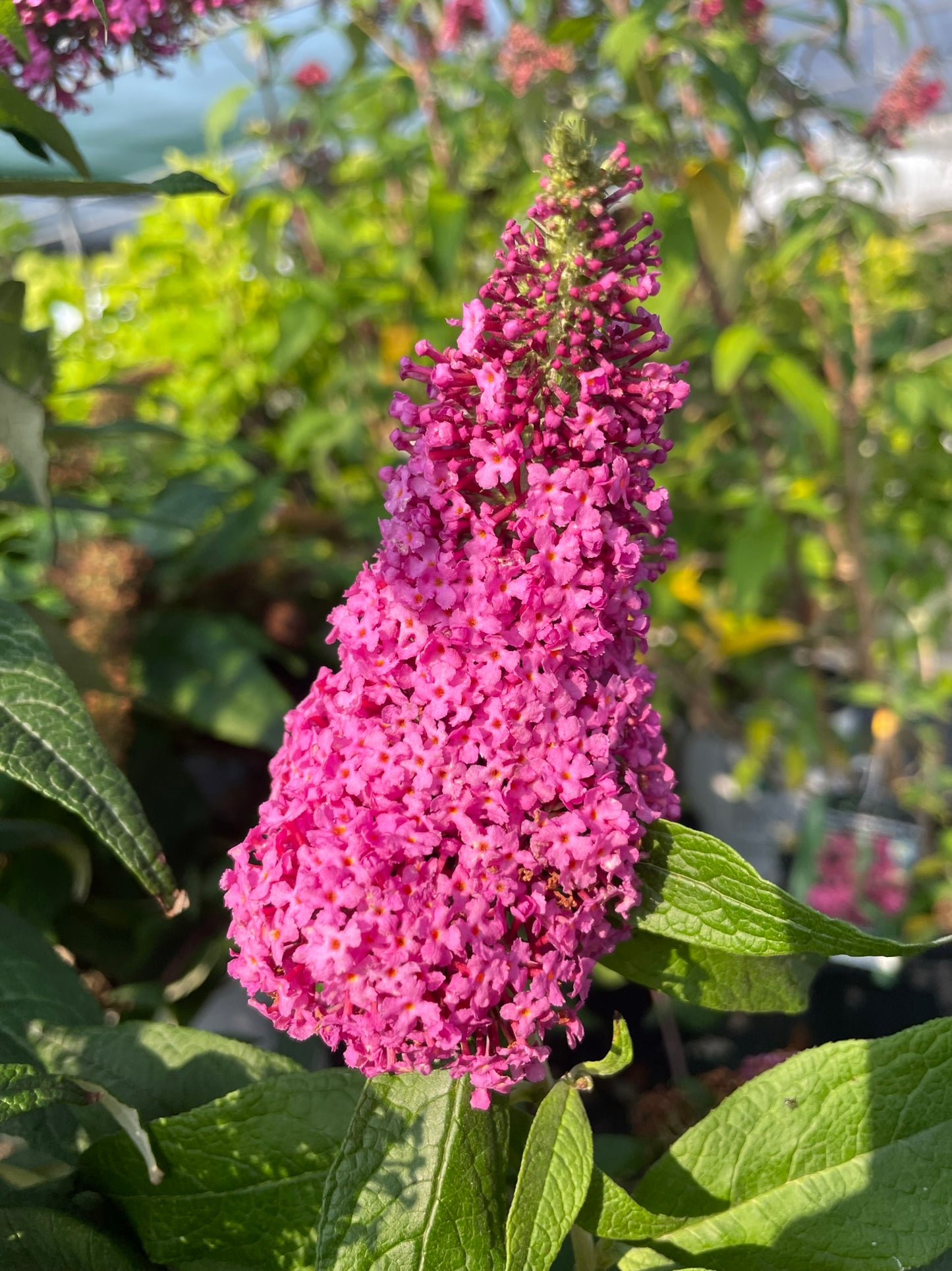Butterfly Bush 'Pugster Pinker' PW
