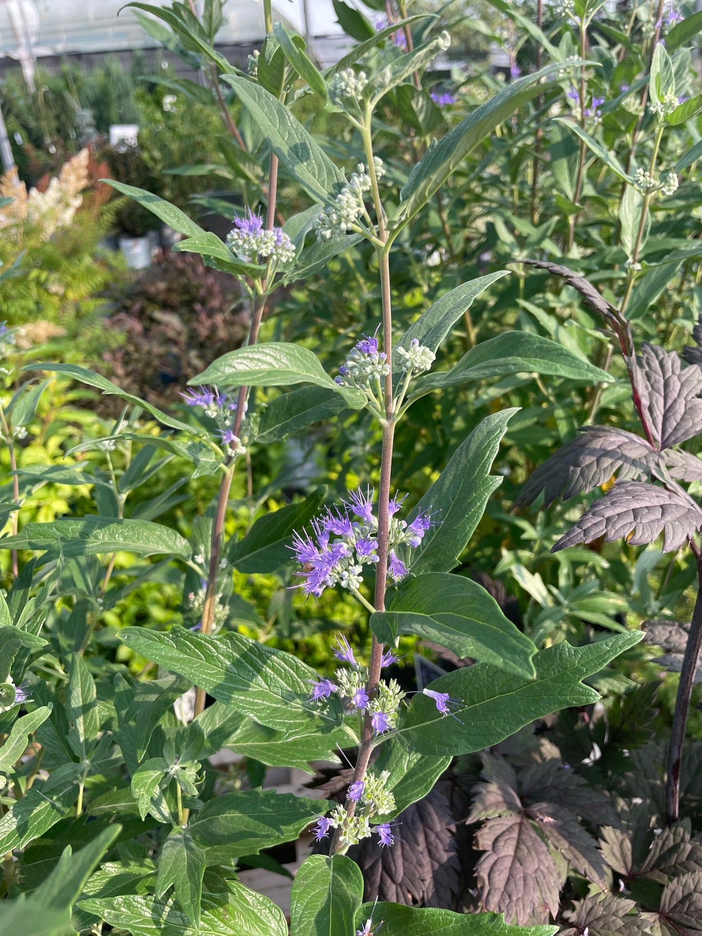 Bluebeard 'Dark Knight'