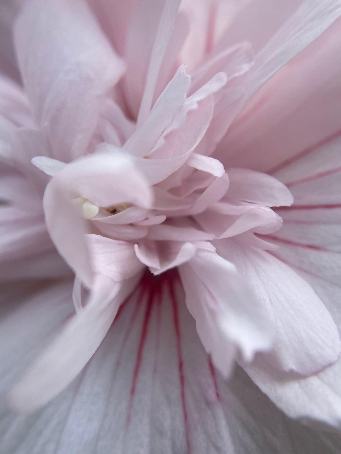 Rose of Sharon 'Pink Chiffon' PW