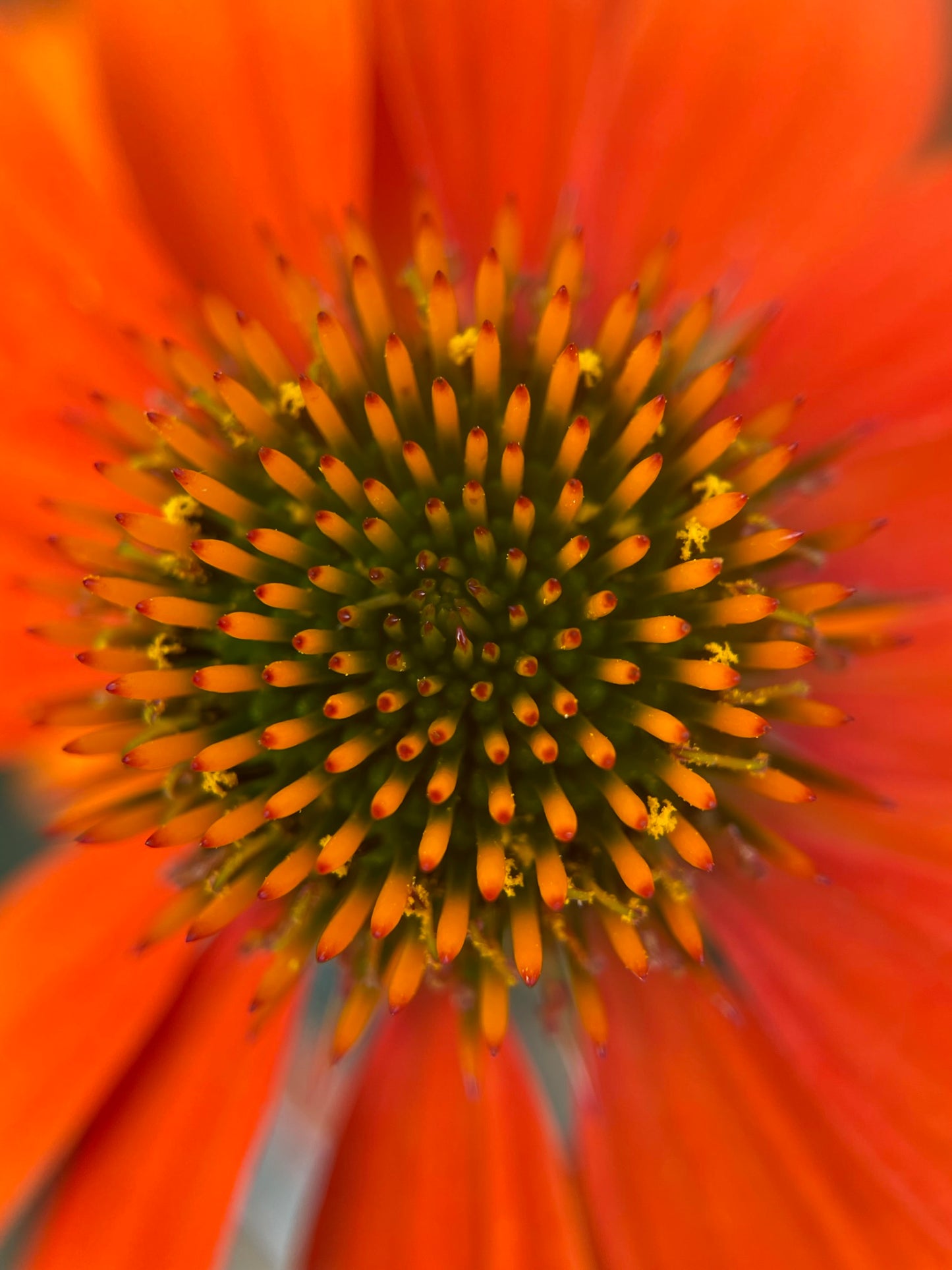 Coneflower 'Sombrero Adobe Orange'