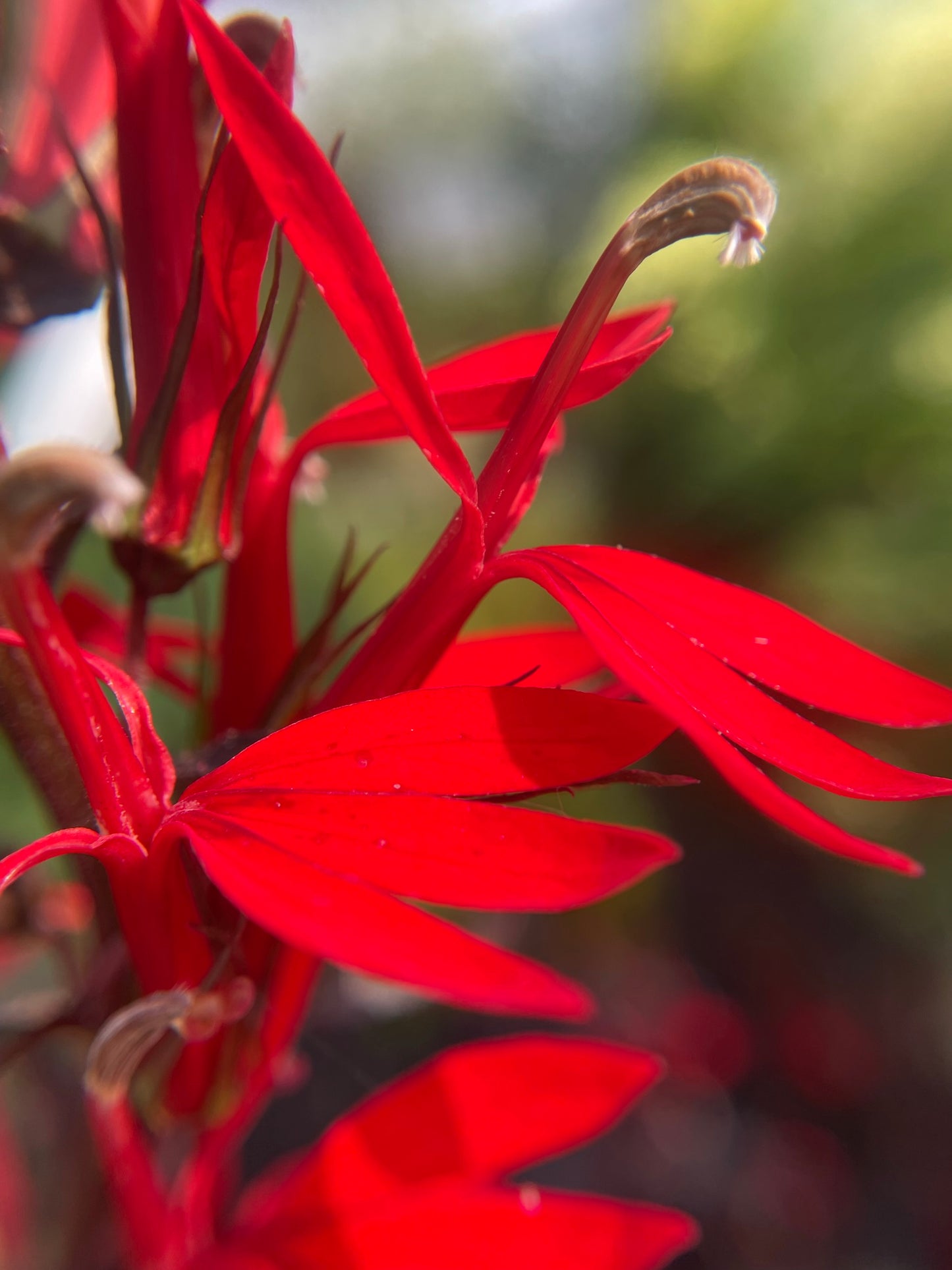 Cardinal Flower 'Black Truffle'