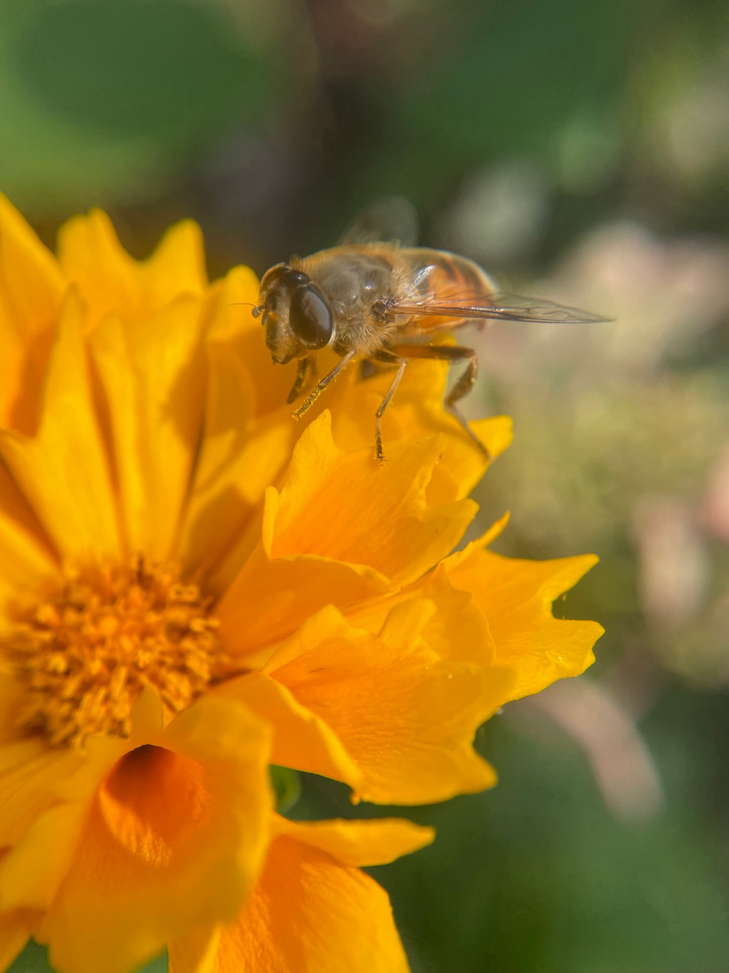 Coreopsis 'Jethro Tull'