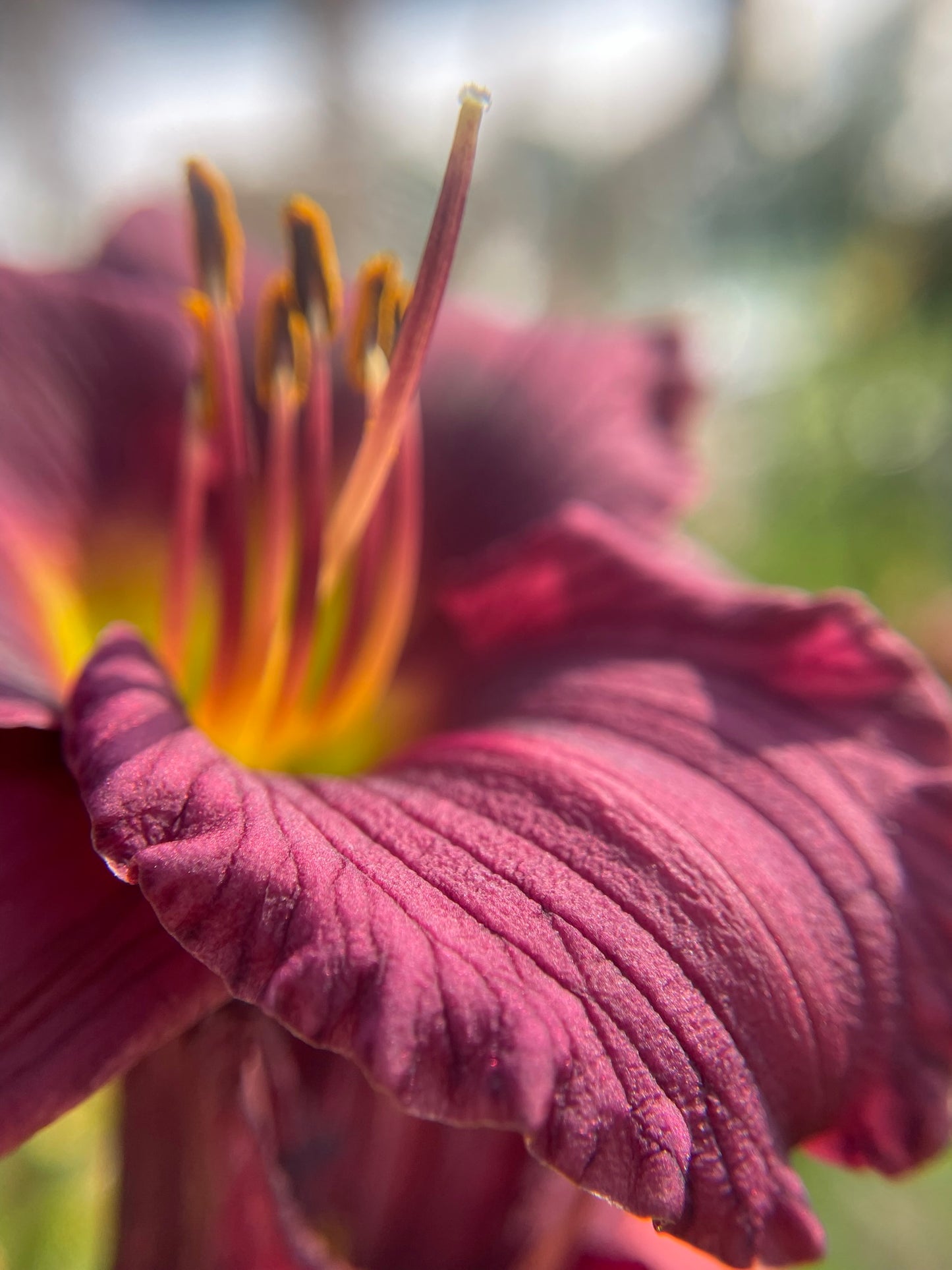Daylily 'Little Grapette'
