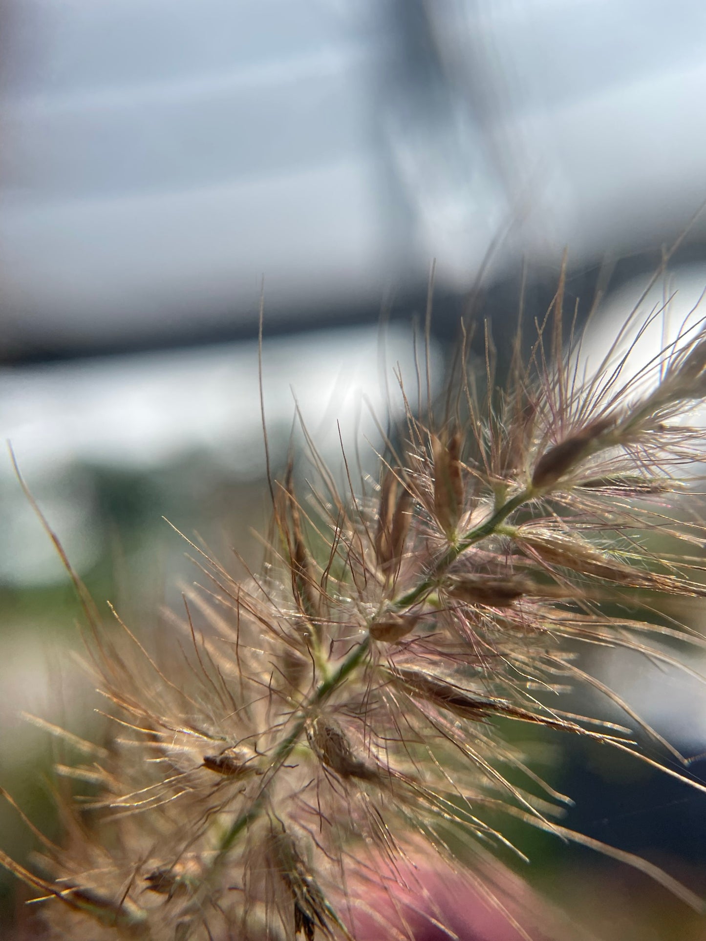 Grasses, Fountain 'Karley Rose'
