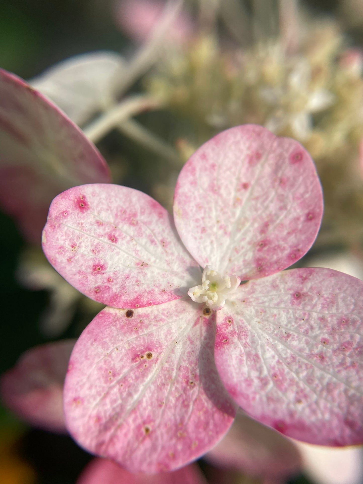 Hydrangea 'Little Quick Fire' PW