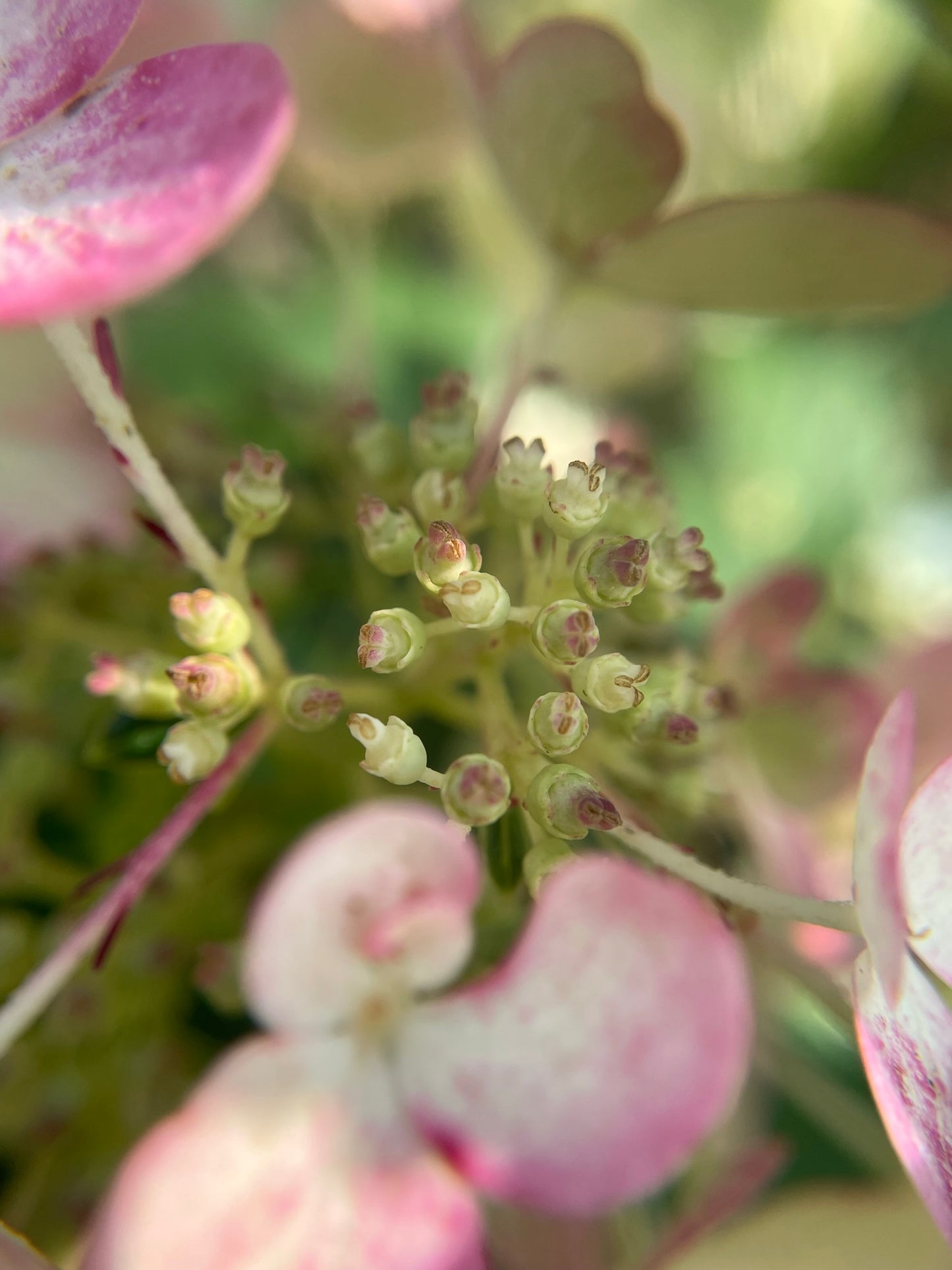 Hydrangea 'Little Quick Fire' PW