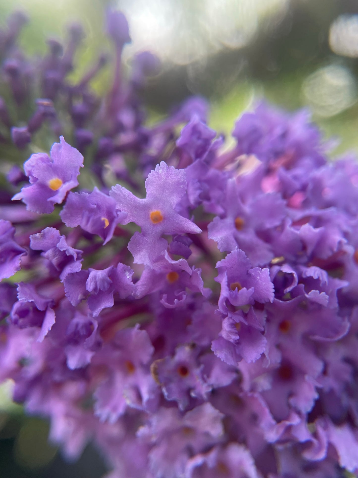 Butterfly Bush 'Pugster Amethyst' PW