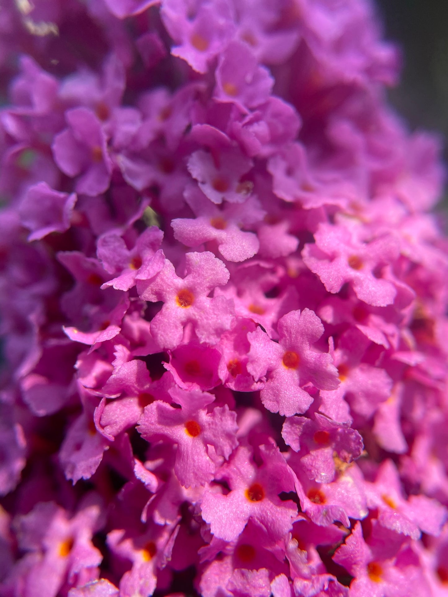 Butterfly Bush 'Pugster Pinker' PW