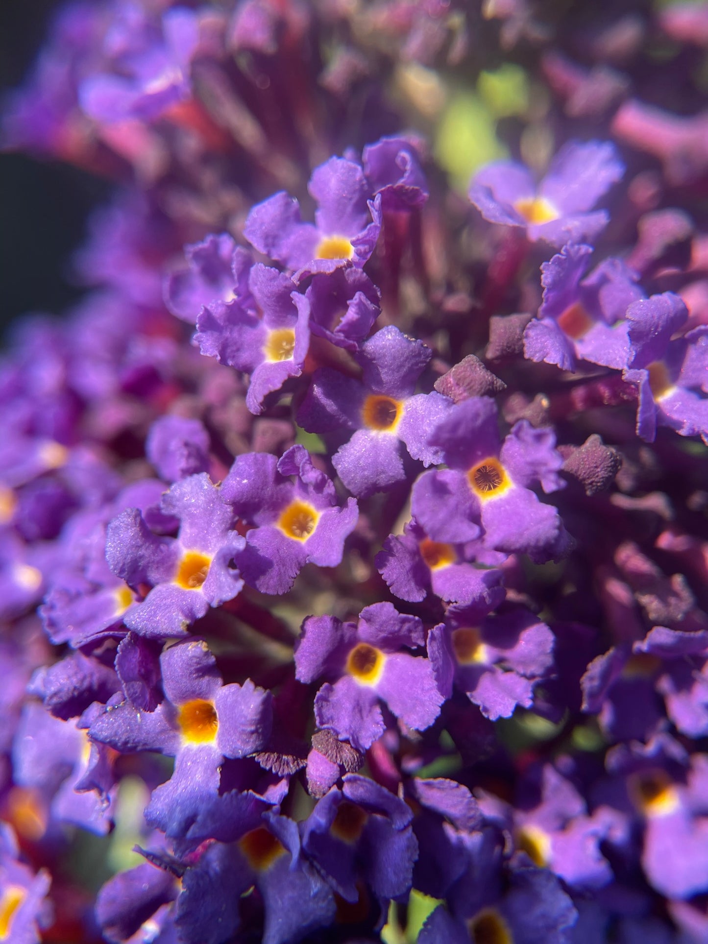 Butterfly Bush 'Pugster Blue' PW