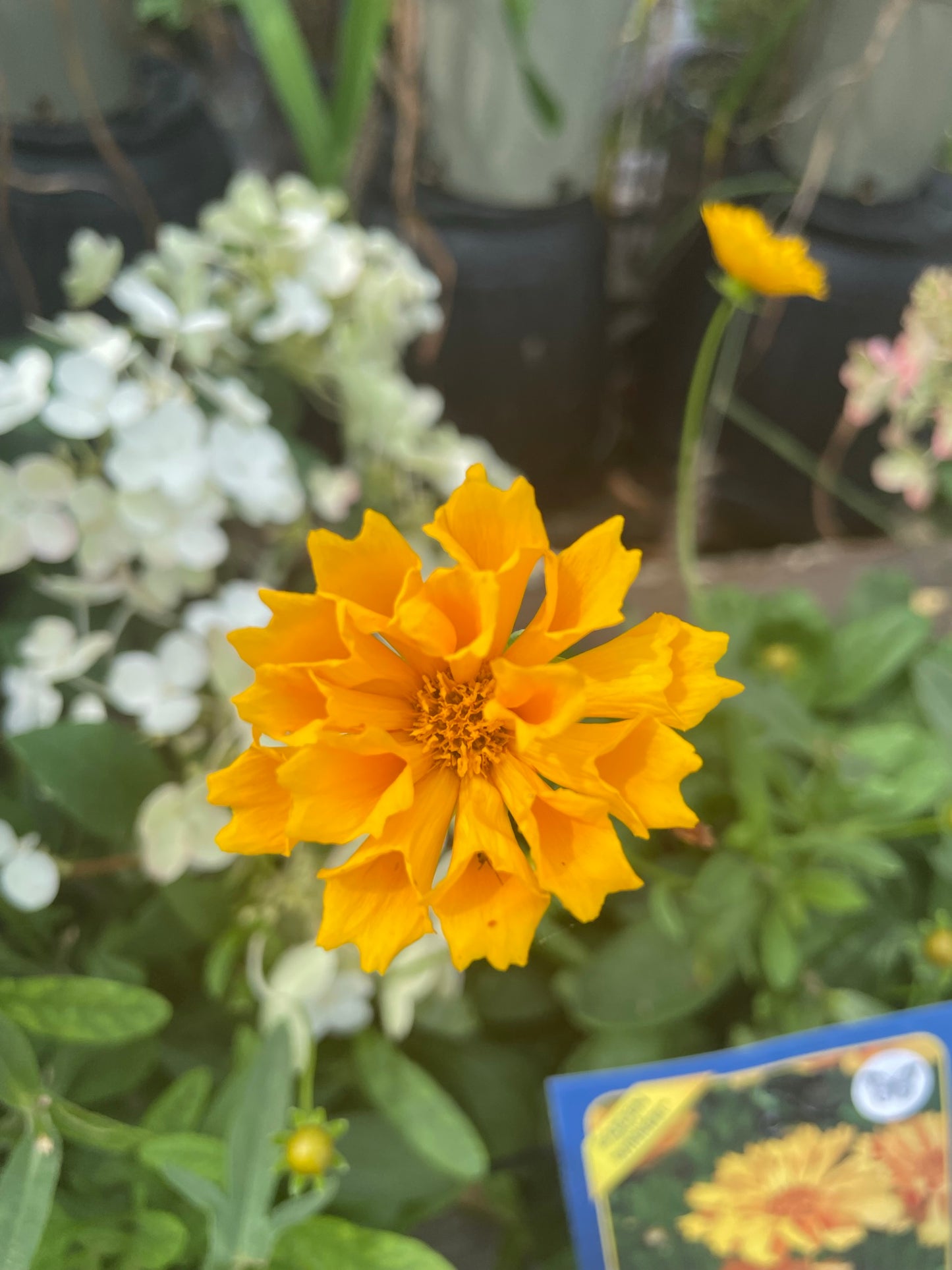 Coreopsis 'Jethro Tull'
