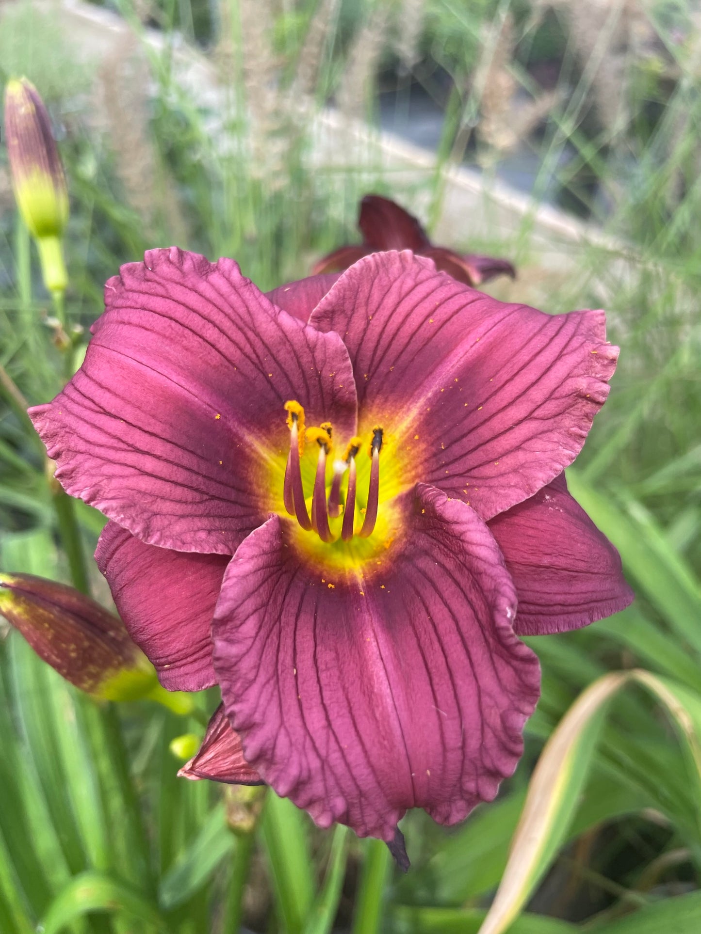 Daylily 'Little Grapette'
