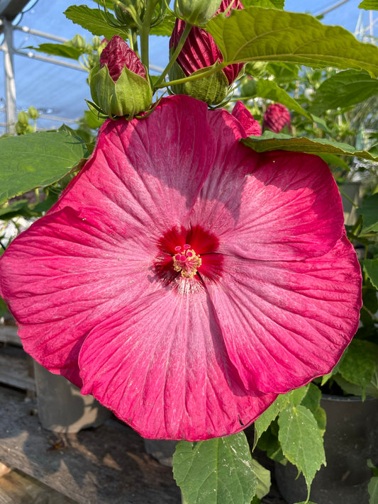 Hibiscus 'Luna Rose' Rose Mallow