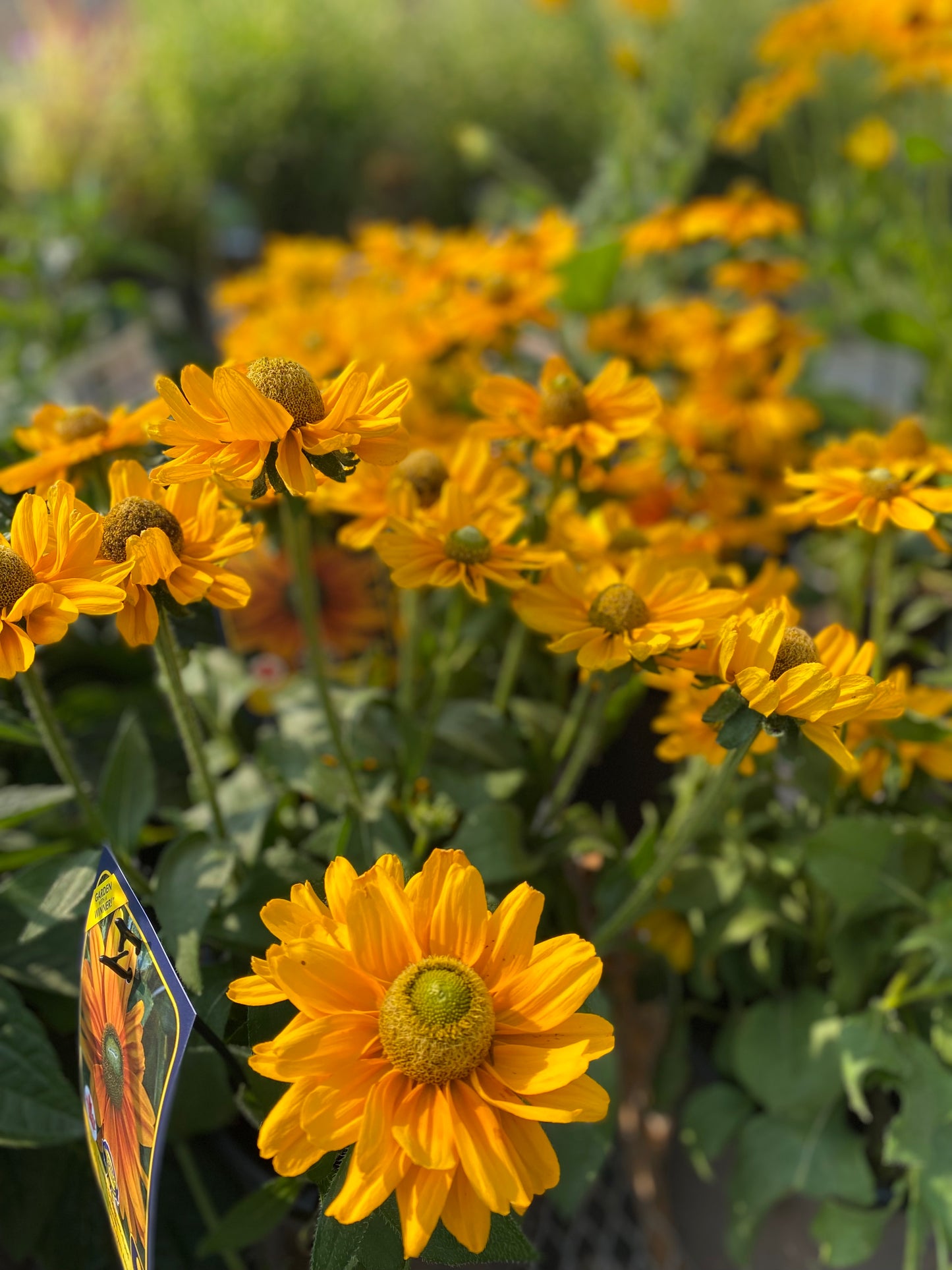 Black Eyed Susan 'Amarillo Gold'